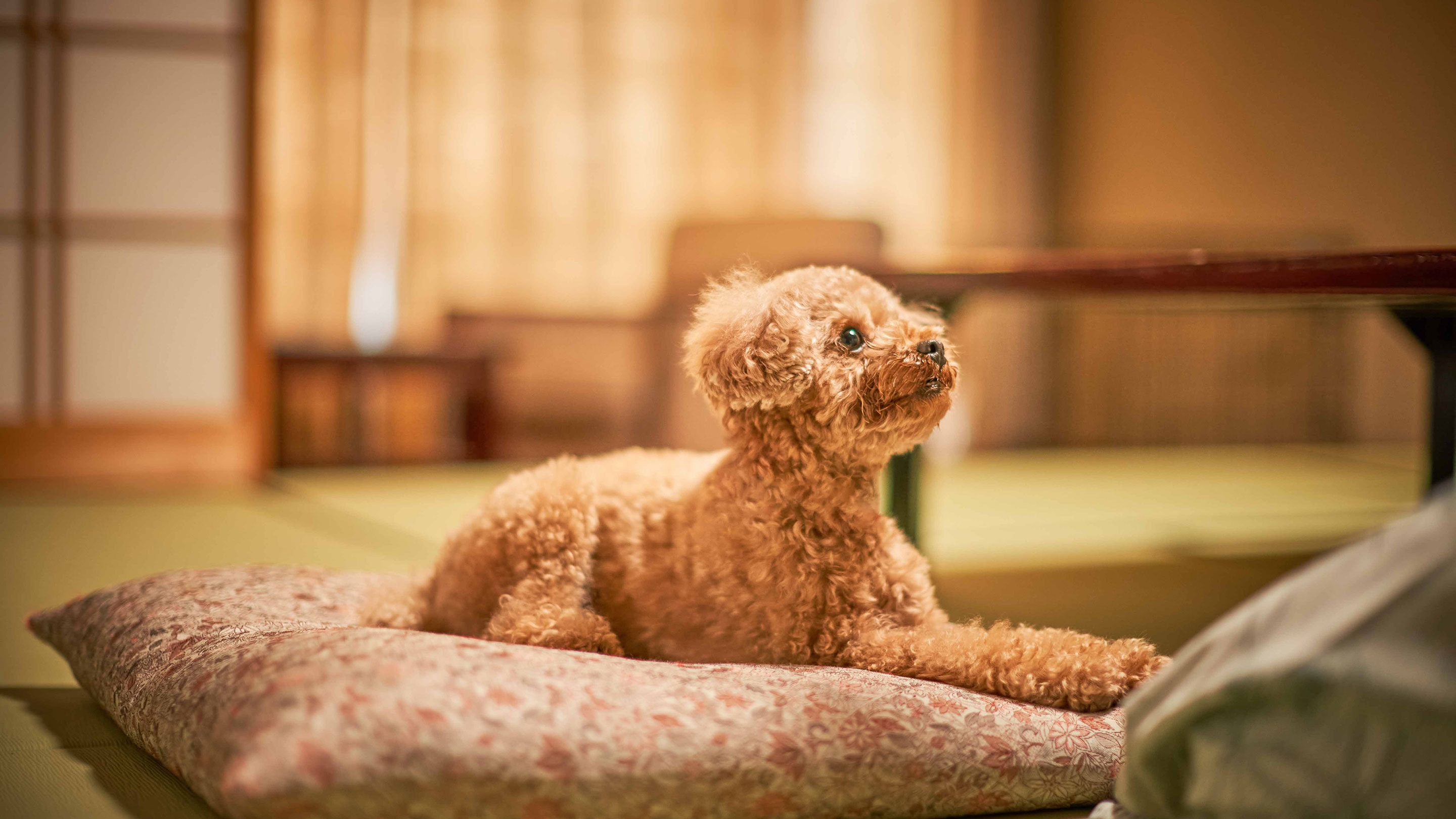 【早宿45】45日前のご予約でお得！1泊2食付 基本バイキングプラン