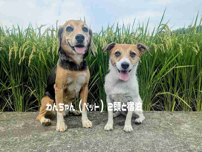 わんちゃん  2頭と宿泊プラン