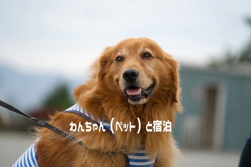 わんちゃん１頭と宿泊プラン