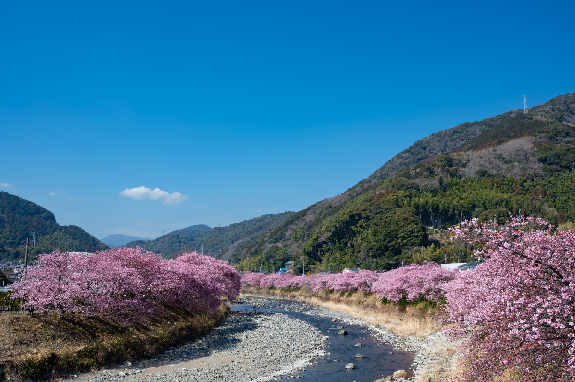 河津桜