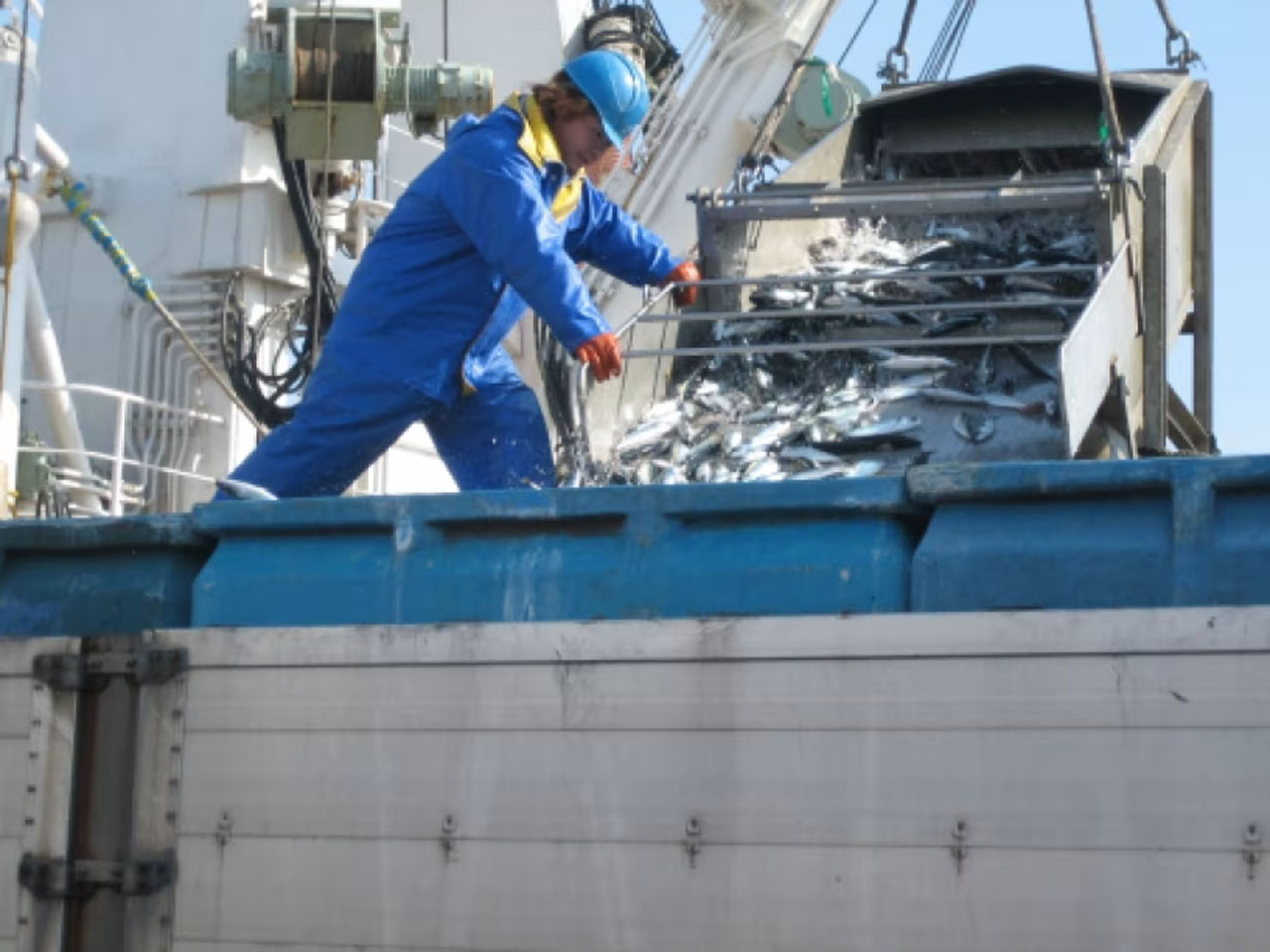 トラックに豊漁サバを積む巻き網船