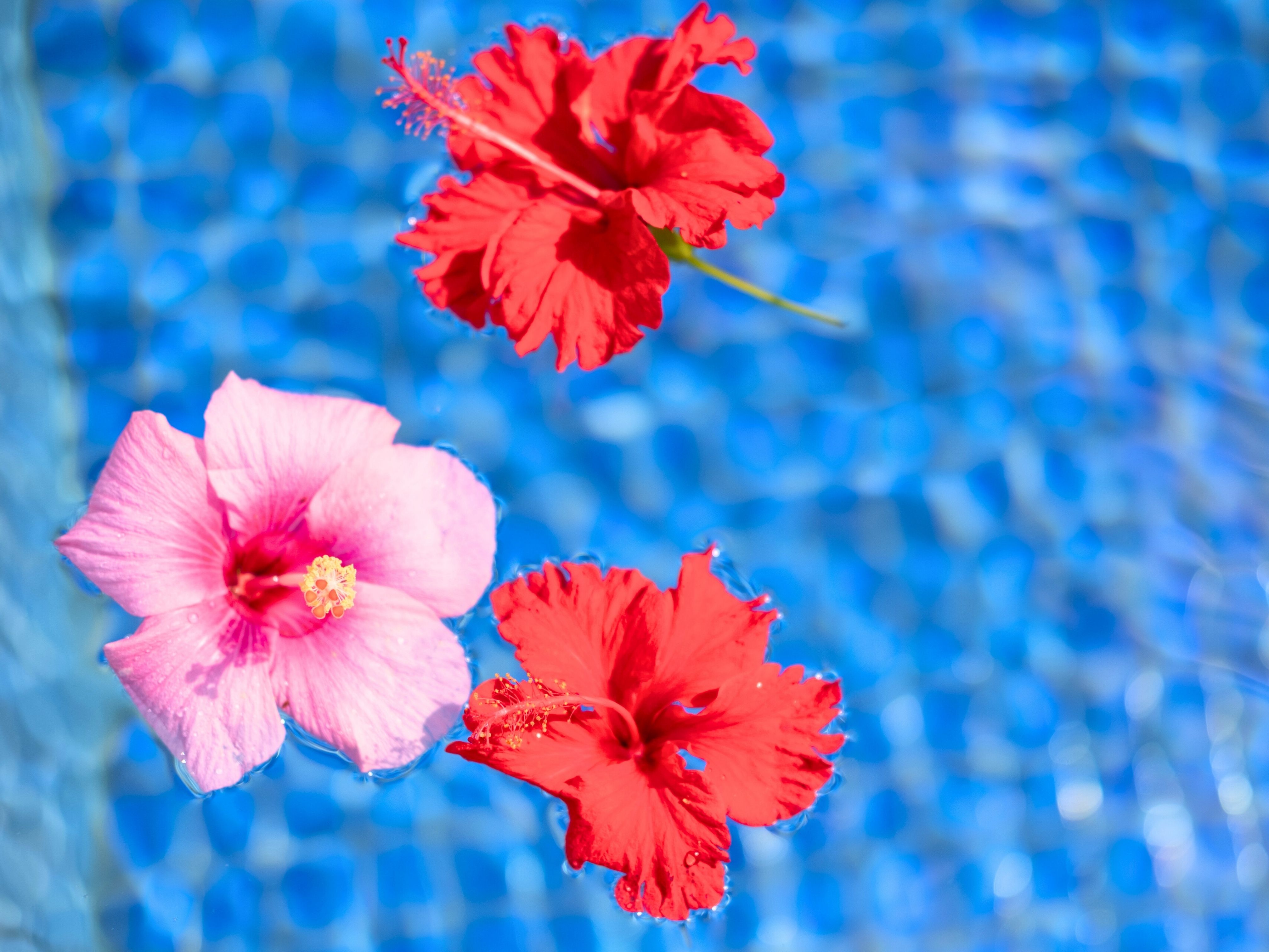 南国のハイビスカス