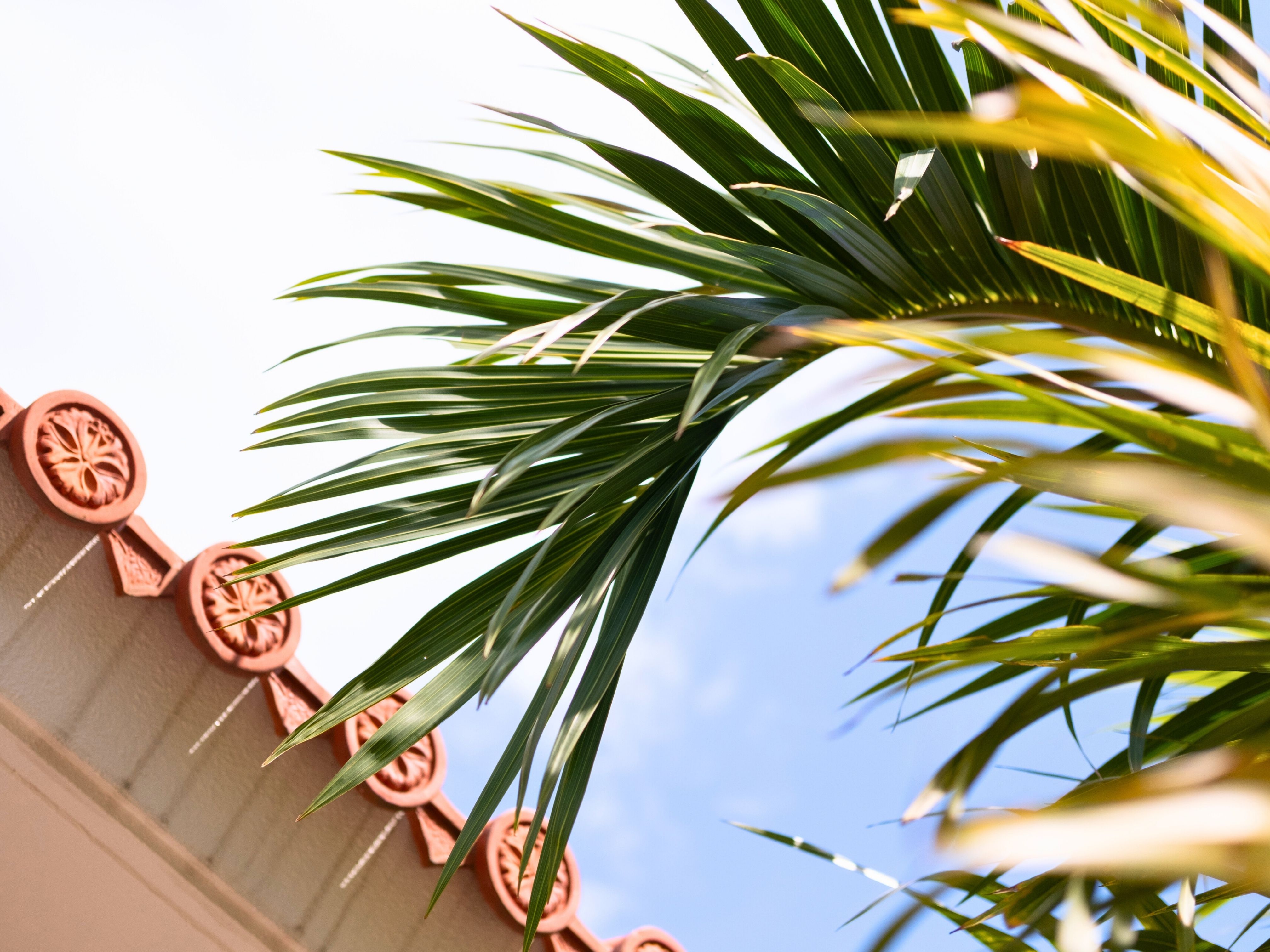 南国のヤシの木