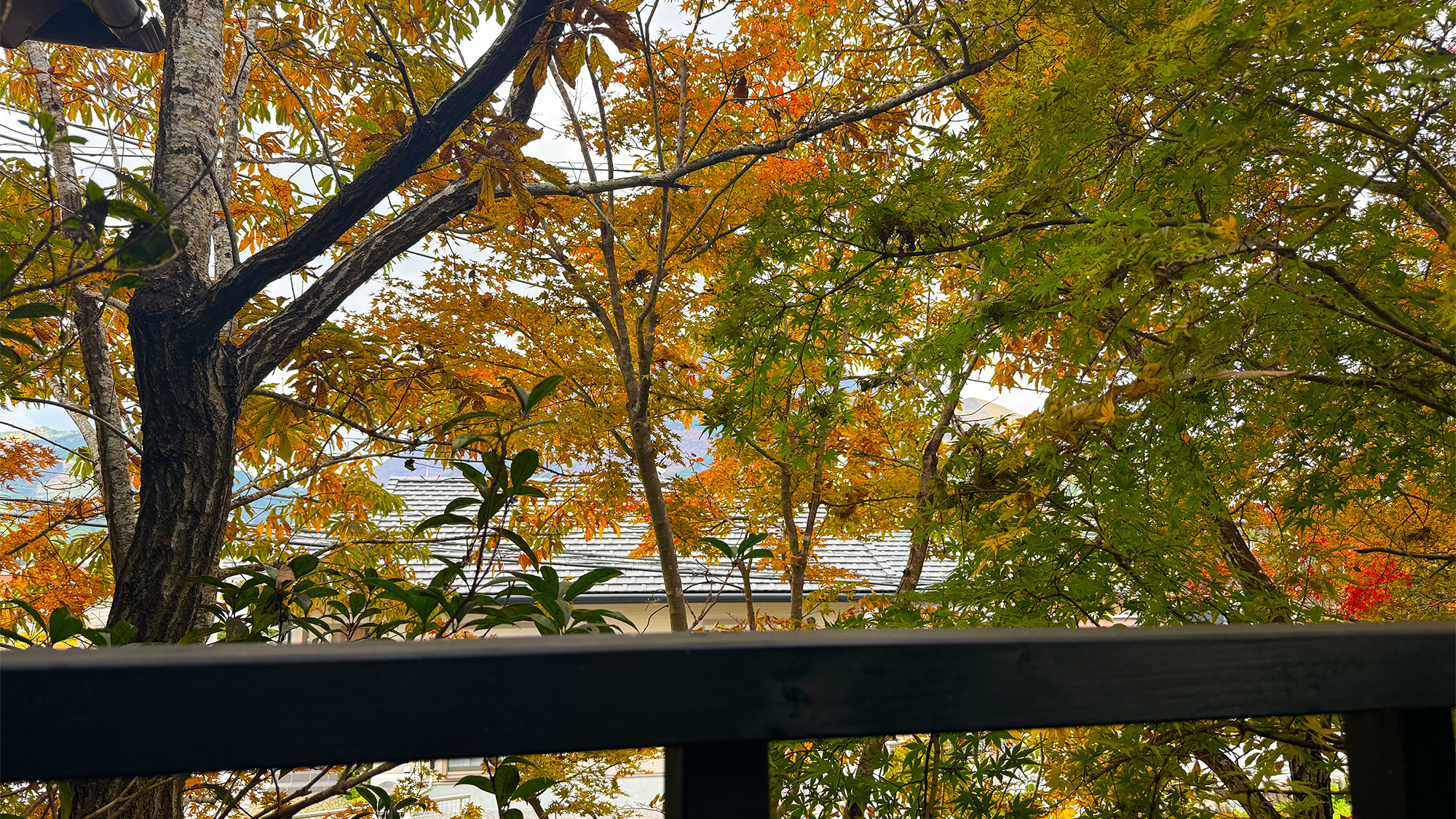 離れ和洋室　部屋からの眺望