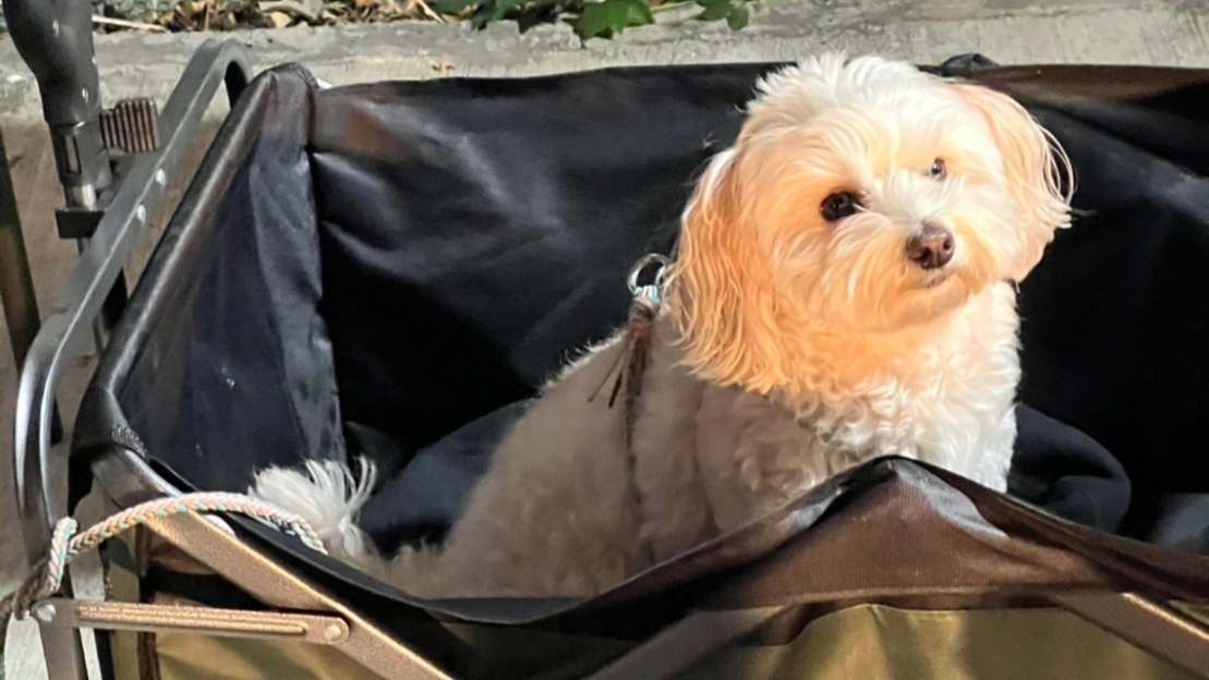 【愛犬と一緒に伊豆大島ステイ】わんちゃんプラン