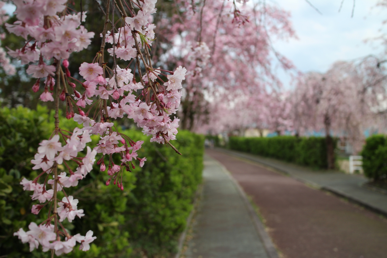 26春「粋 -iki-」プレミアム・・福島牛や馬刺し食べ比べ　夕食アップグレードプラン　2食付