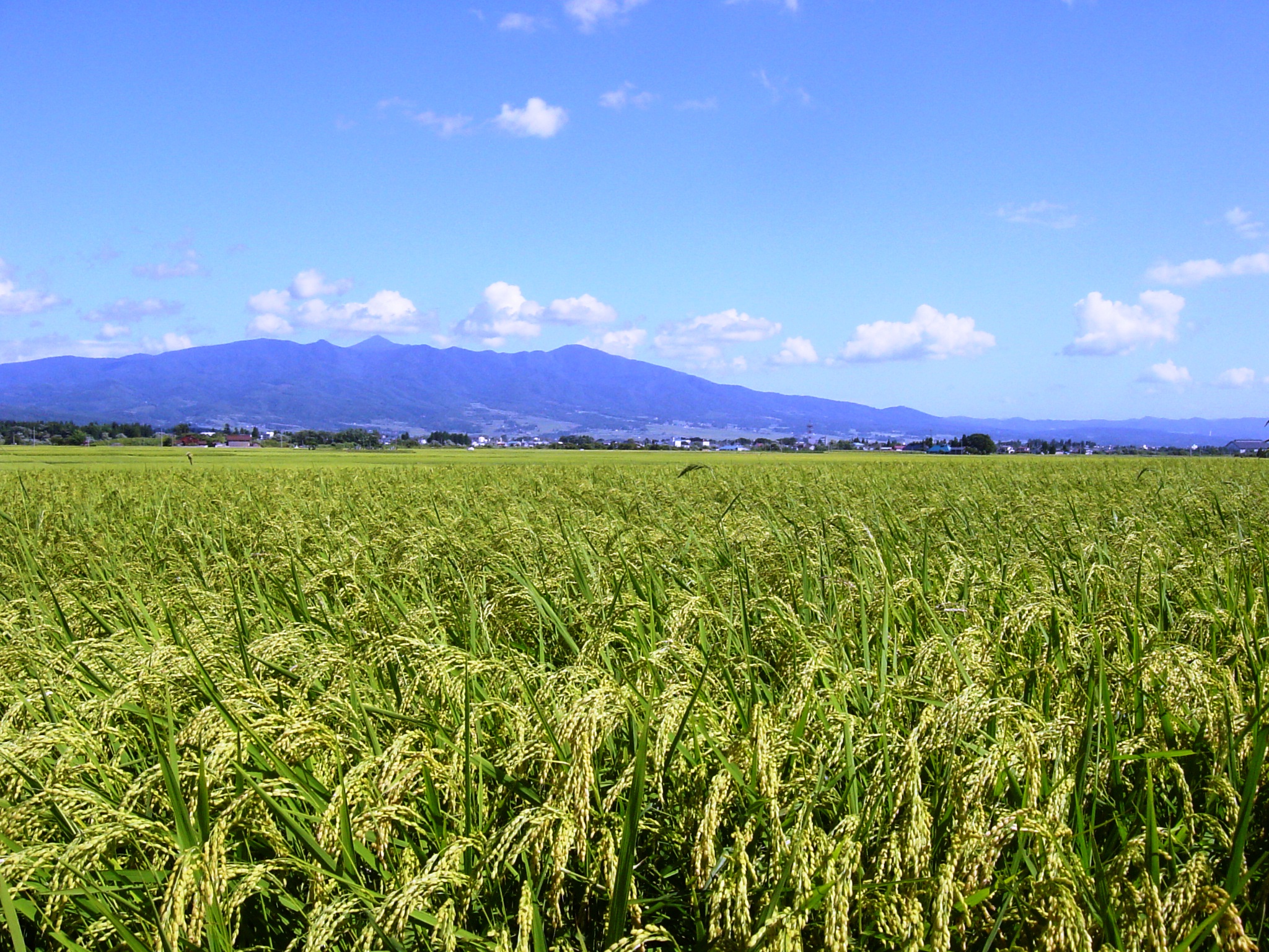 黄金色の会津平野　9月