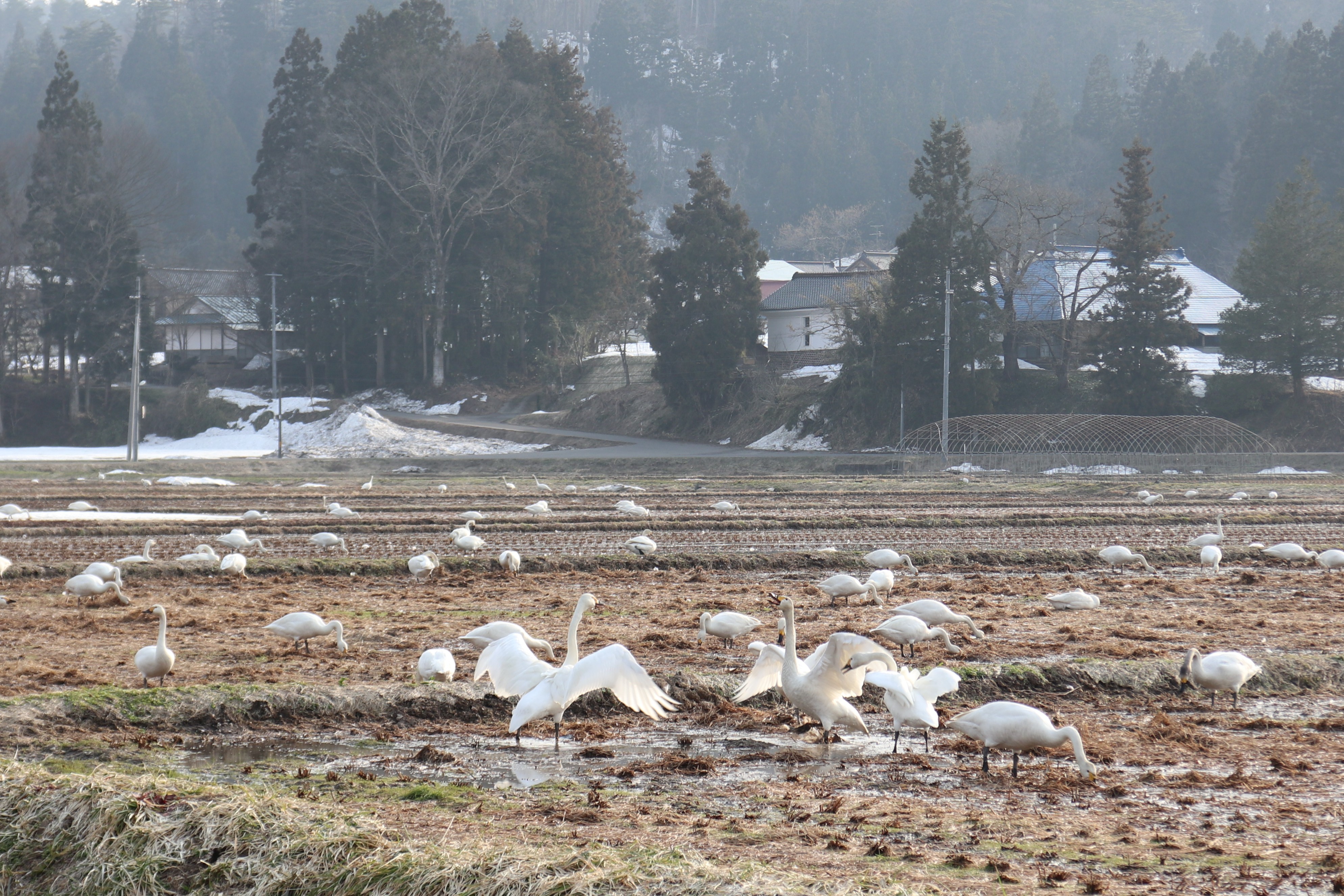田んぼに訪れる白鳥　12月・2～3月