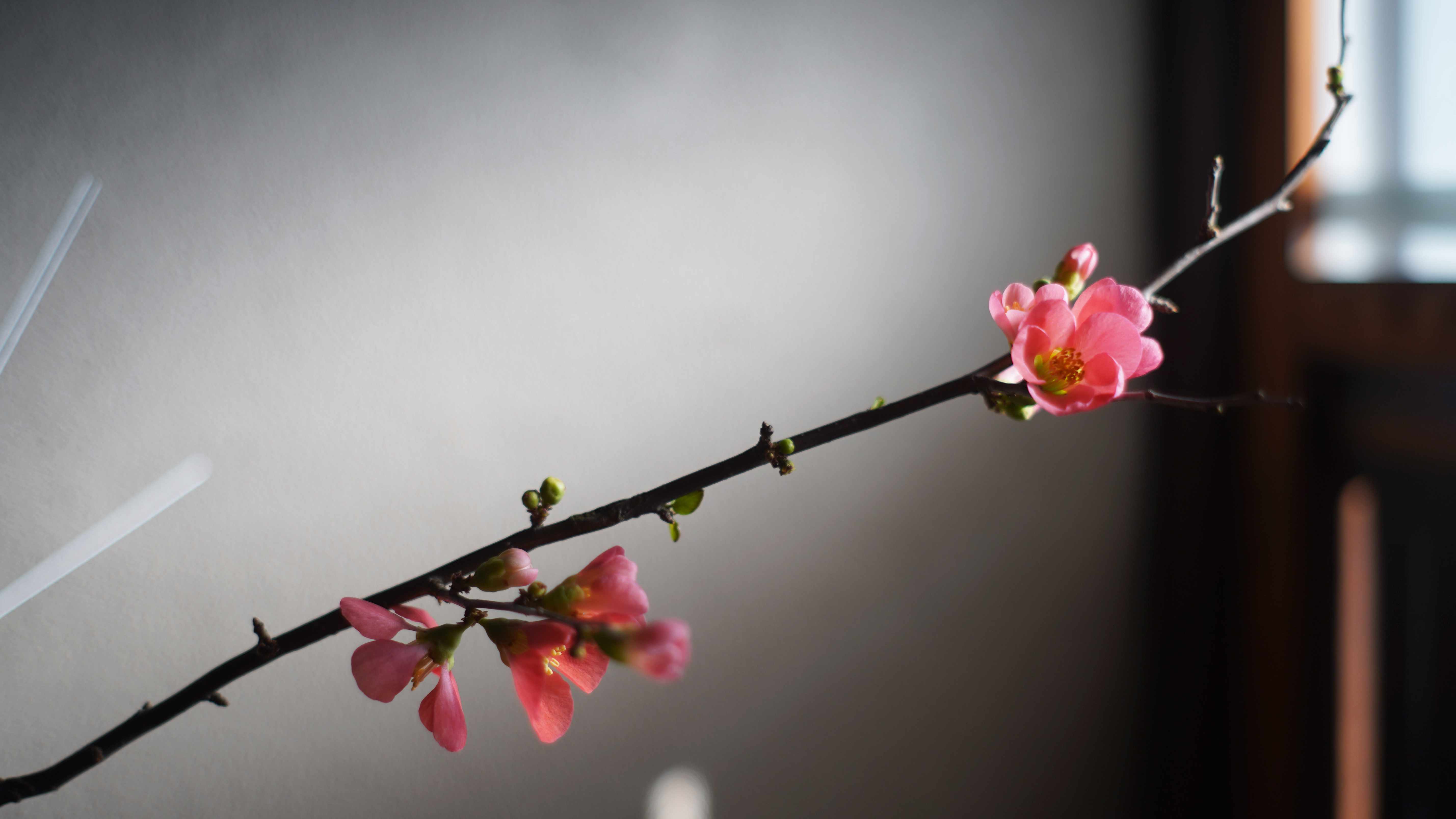 ～一輪差しには季節の花を～