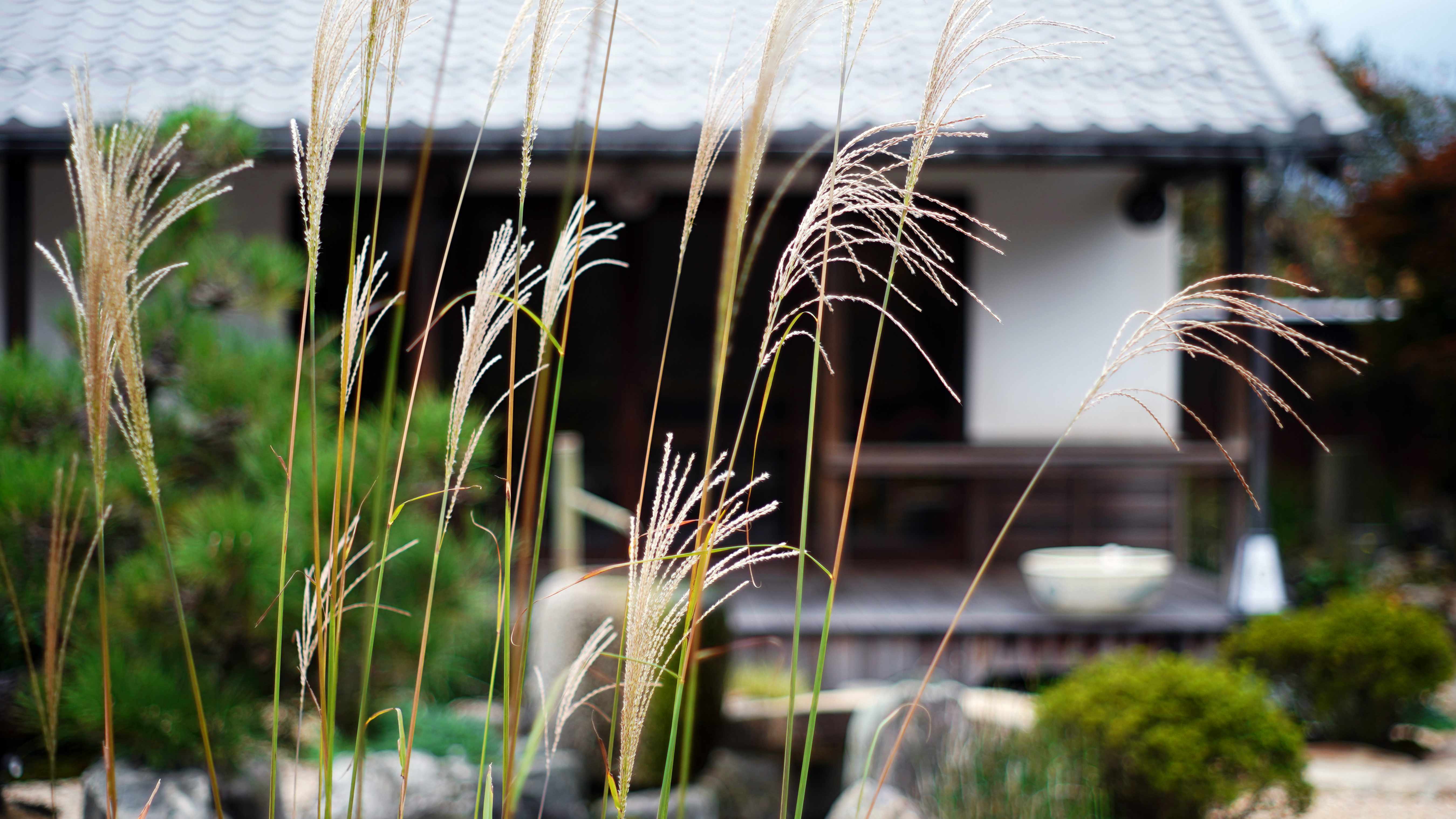～すすきたなびく秋の調べ～