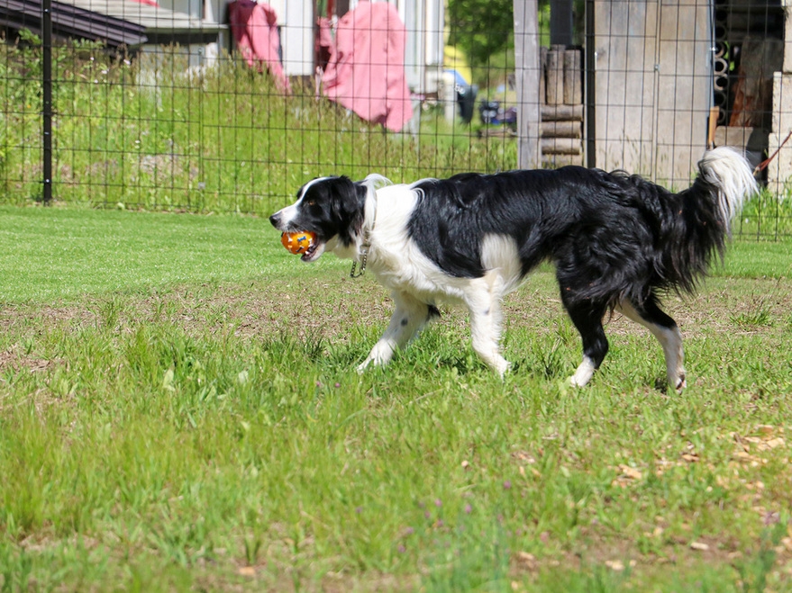 【２食付／部屋食】愛犬と過ごす贅沢おこもりステイ♪馬刺し定食プラン