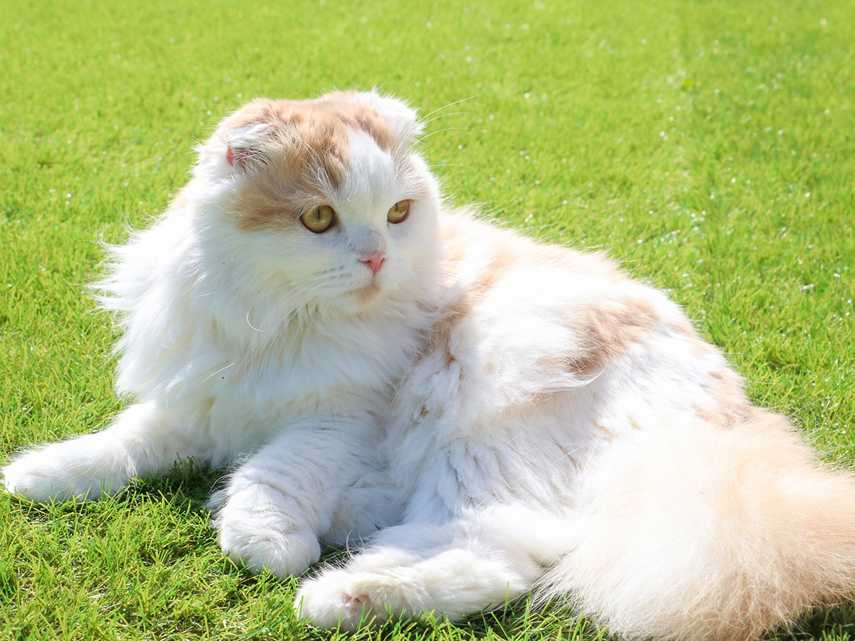 #その他　看板猫