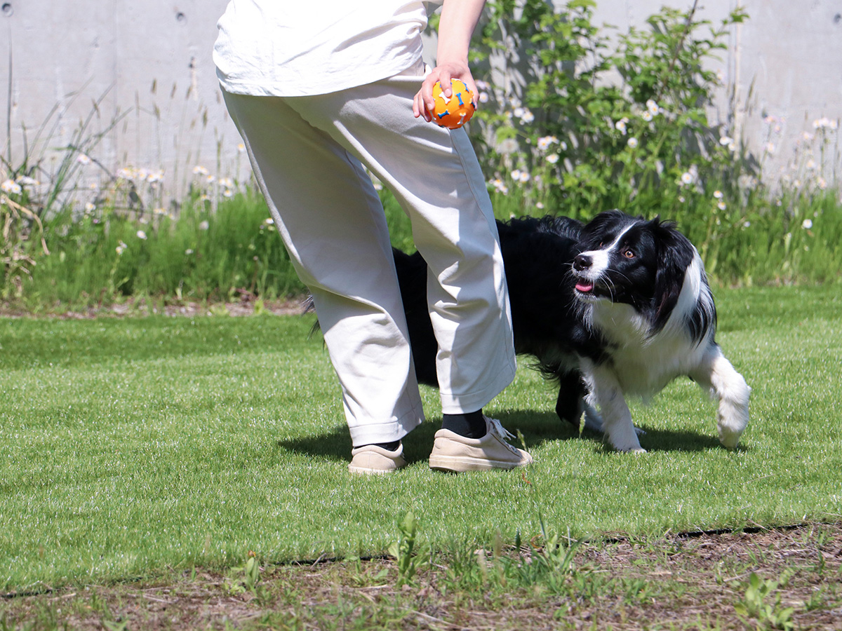 #ドッグラン　ドッグランで飼い主様と愛犬が一緒に楽しめるひととき。