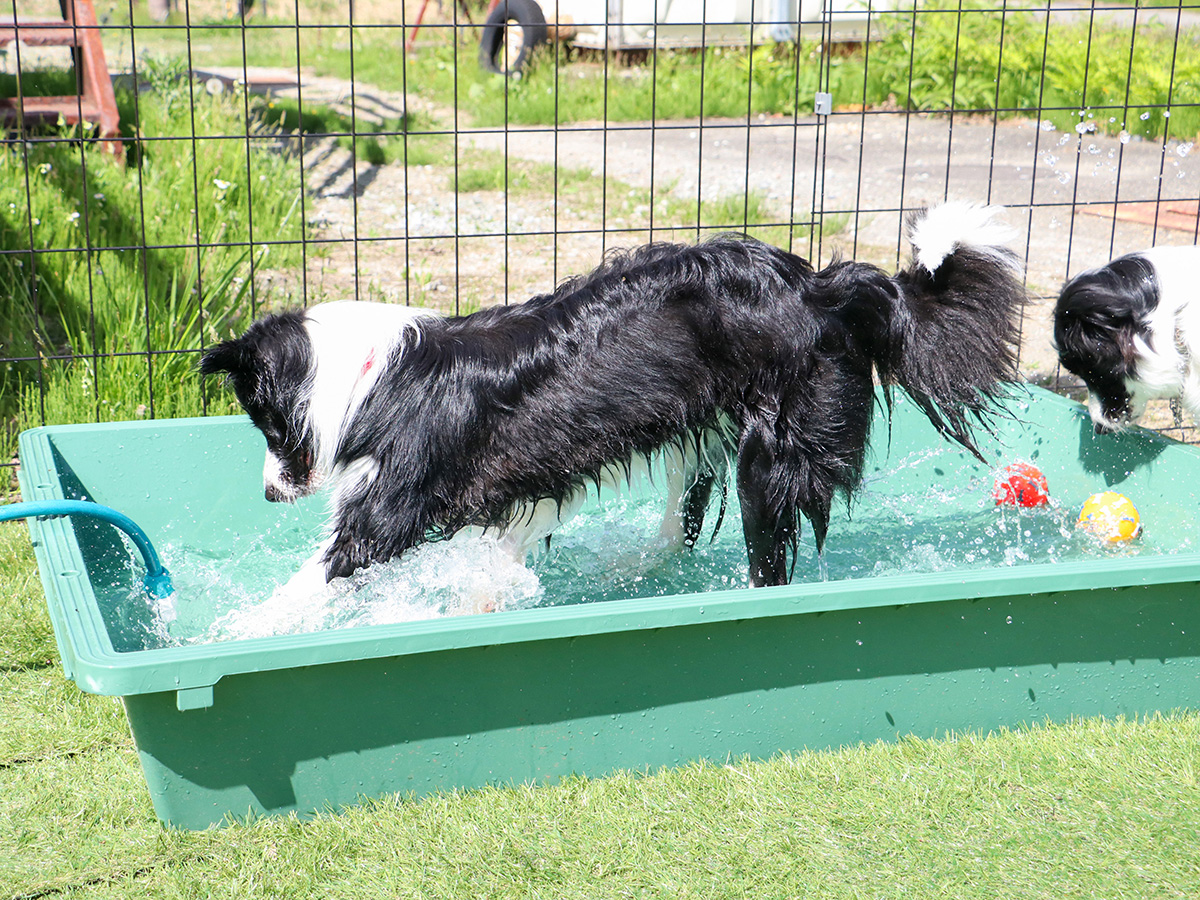 #ドッグラン　暑い日はバシャバシャ水遊びでクールダウン