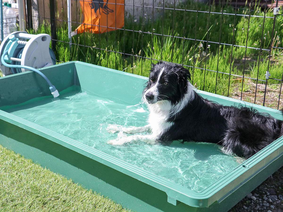 #ドッグラン　たっぷり走った後は、水遊びでひんやりリフレッシュ！