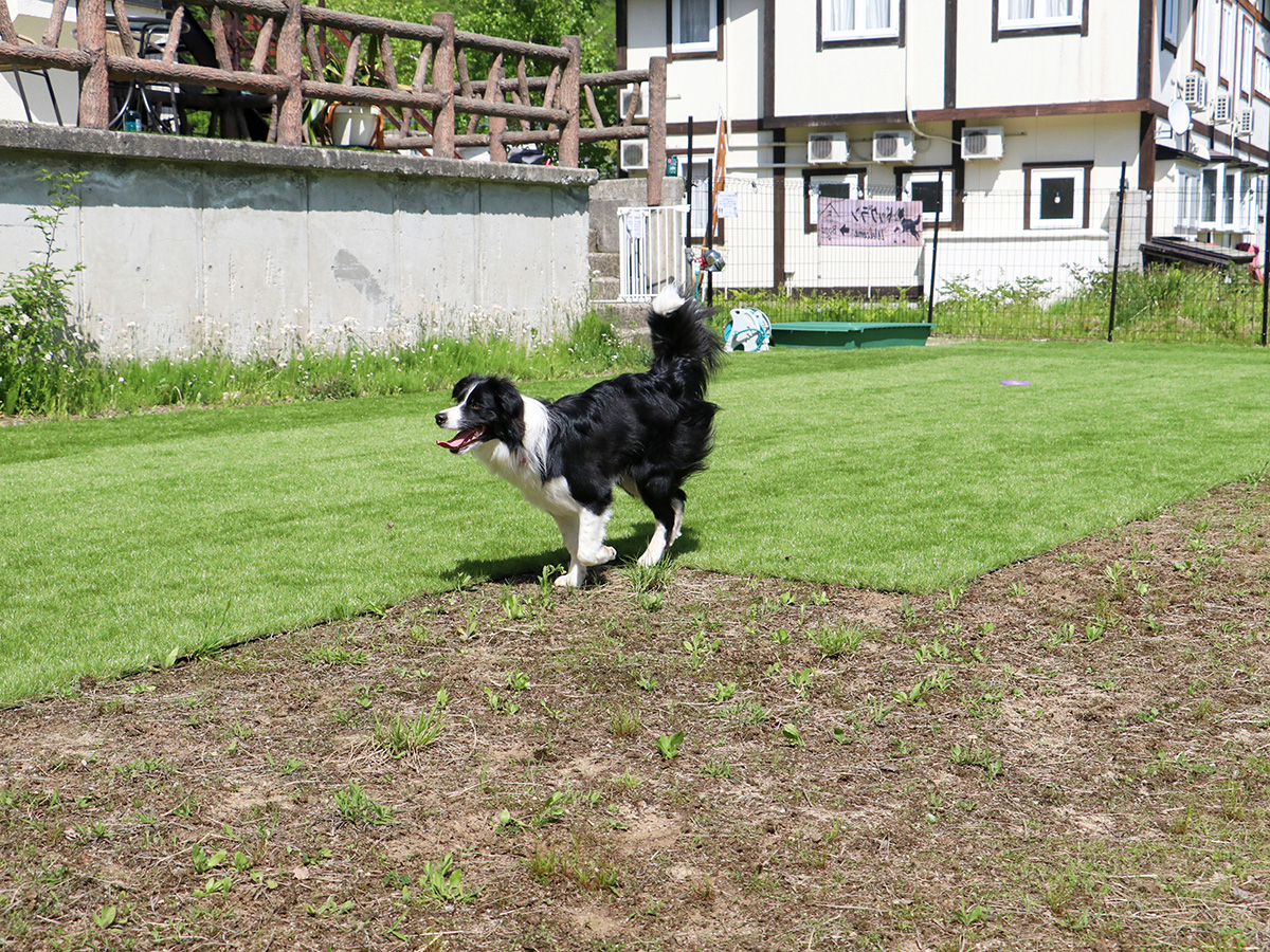 #ドッグラン　愛犬がのびのび走れる、芝生のドッグランスペース。