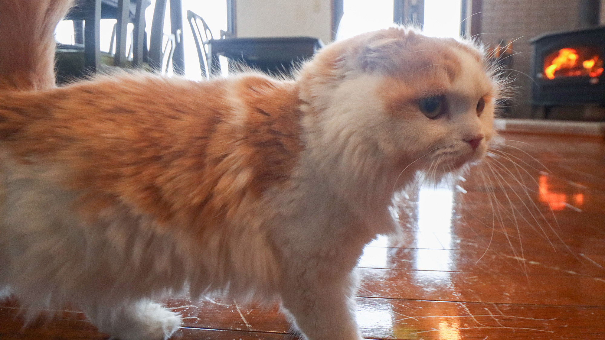 #猫ちゃんも大歓迎～