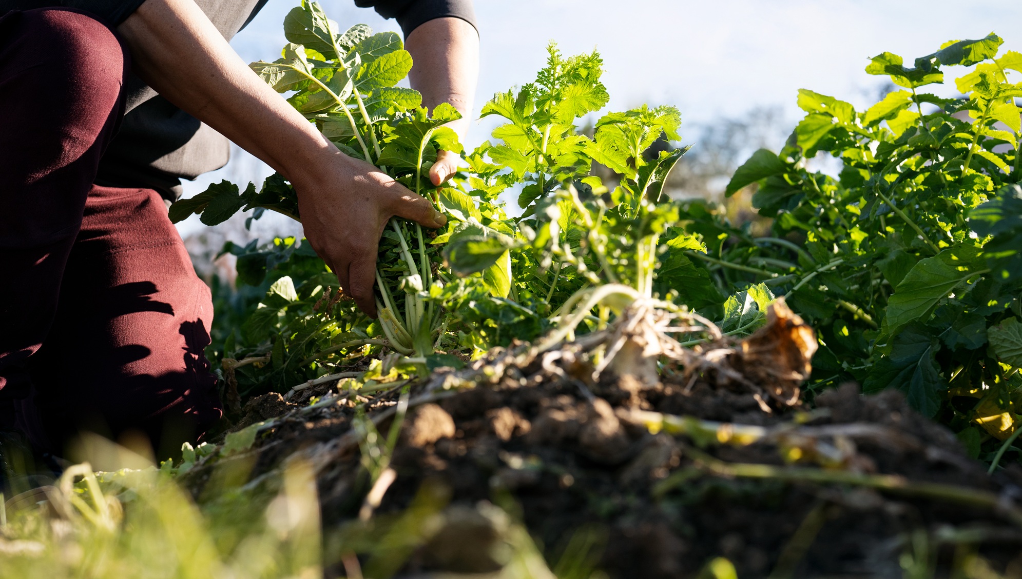 【お食事】一例