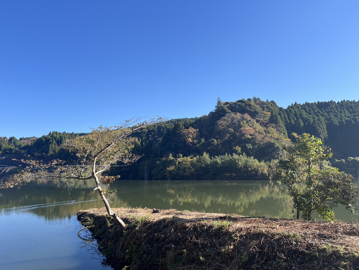 平沢ダム自然２