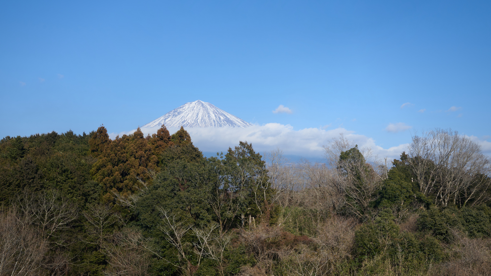 展望室からの眺め