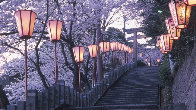 【花見】春限定！金ヶ崎 夜桜ライトアップ＊ランタンで歩く“花換まつり”＊タクシーサポート付｜1泊2食