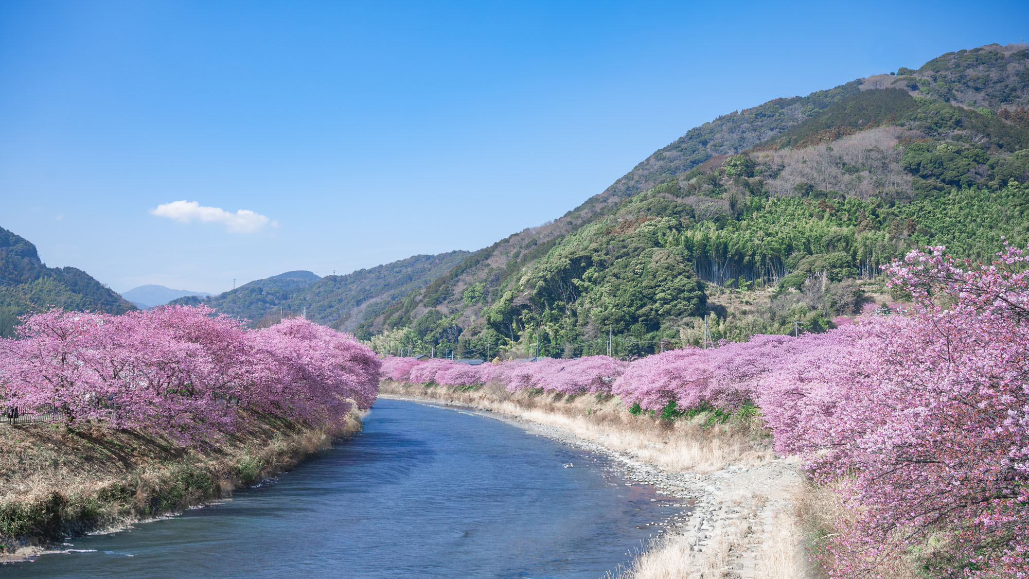 周辺◆観光_河津桜並木*