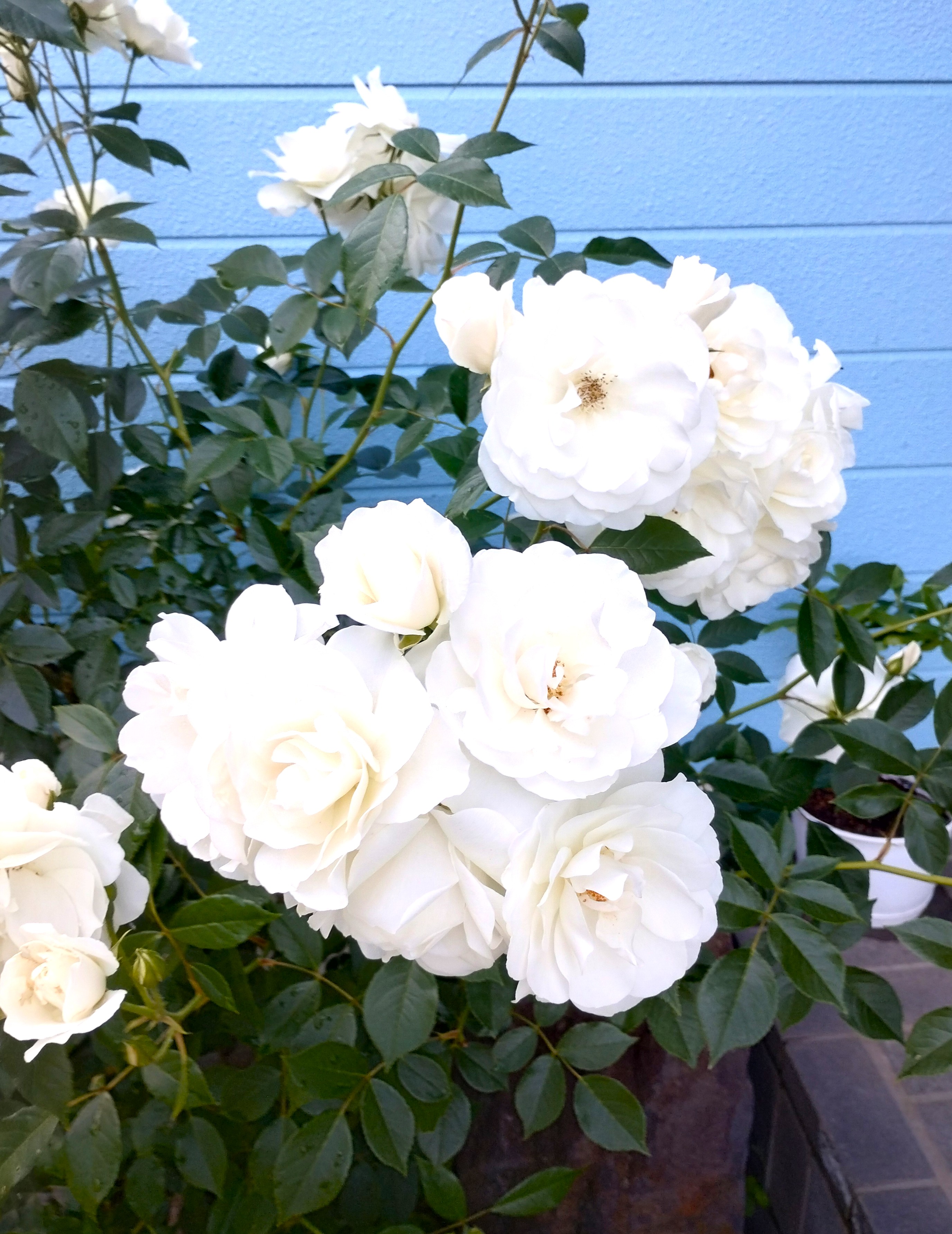 アイスバーグ