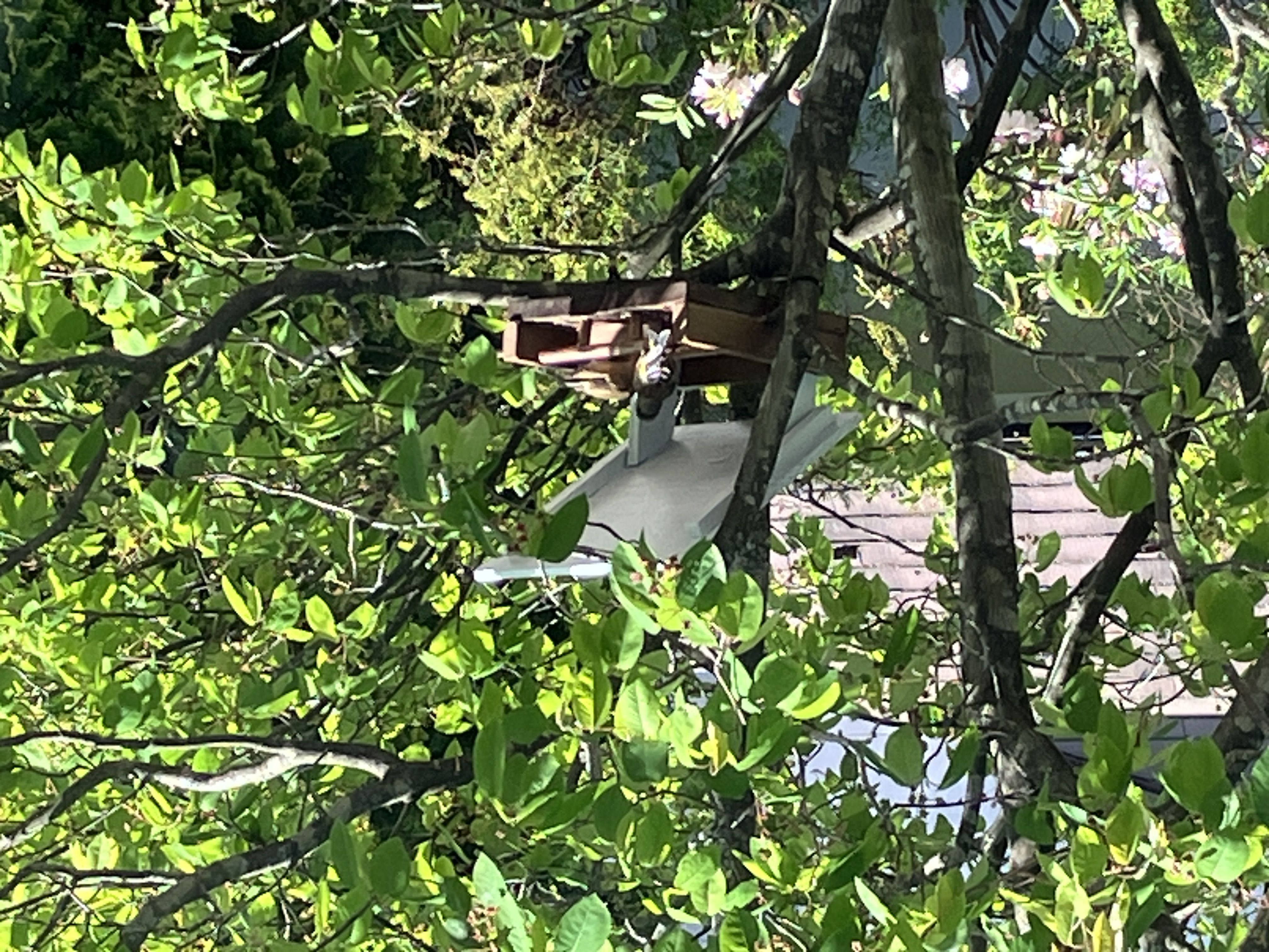 八ヶ岳南麓の鳥たちが集まってきます