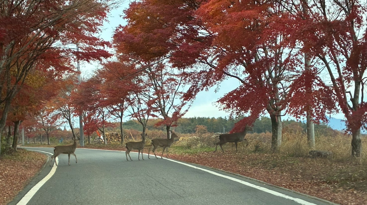 鹿の群れに遭遇することも！