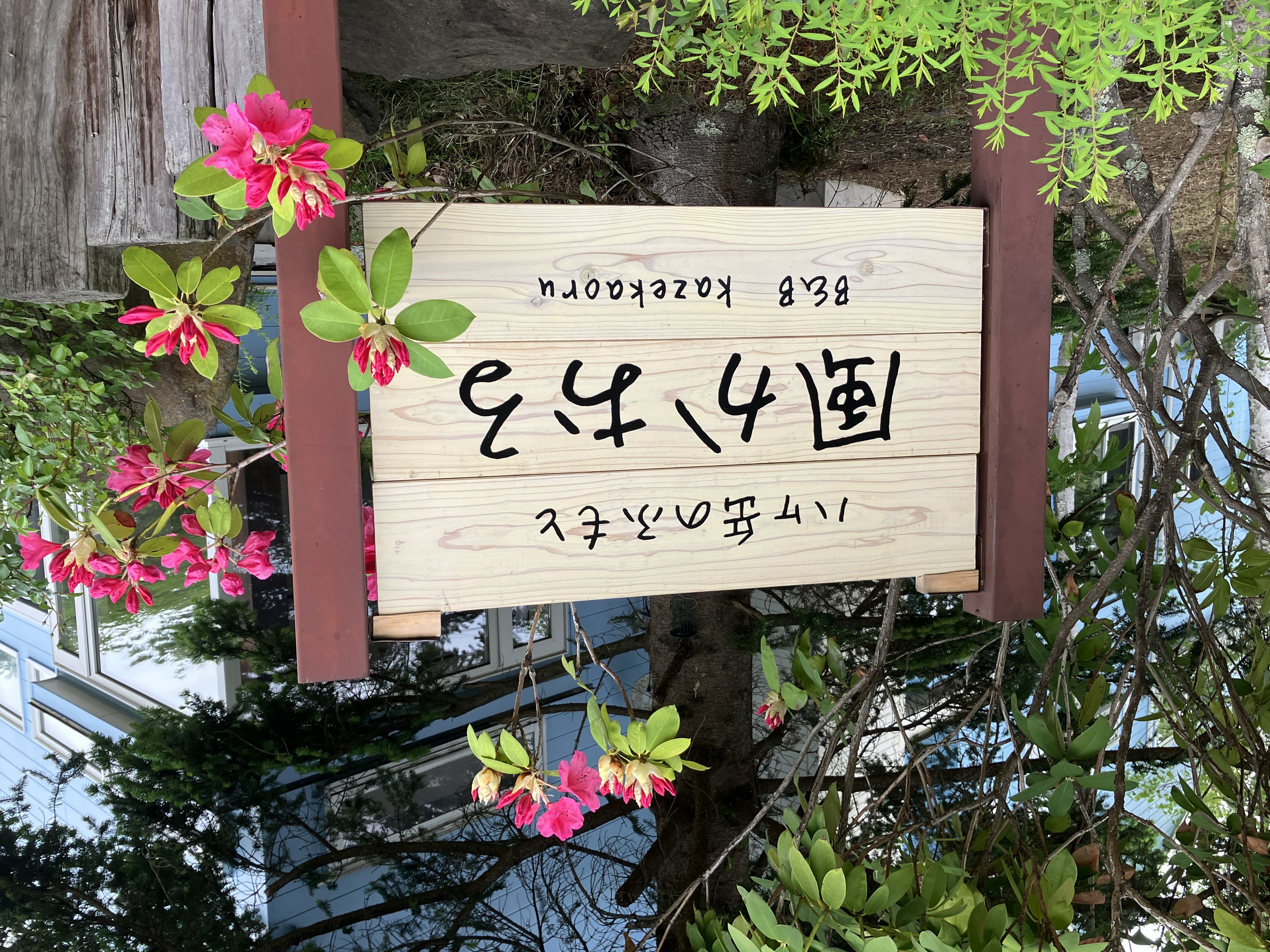春はエントランスの石楠花がとても美しいです