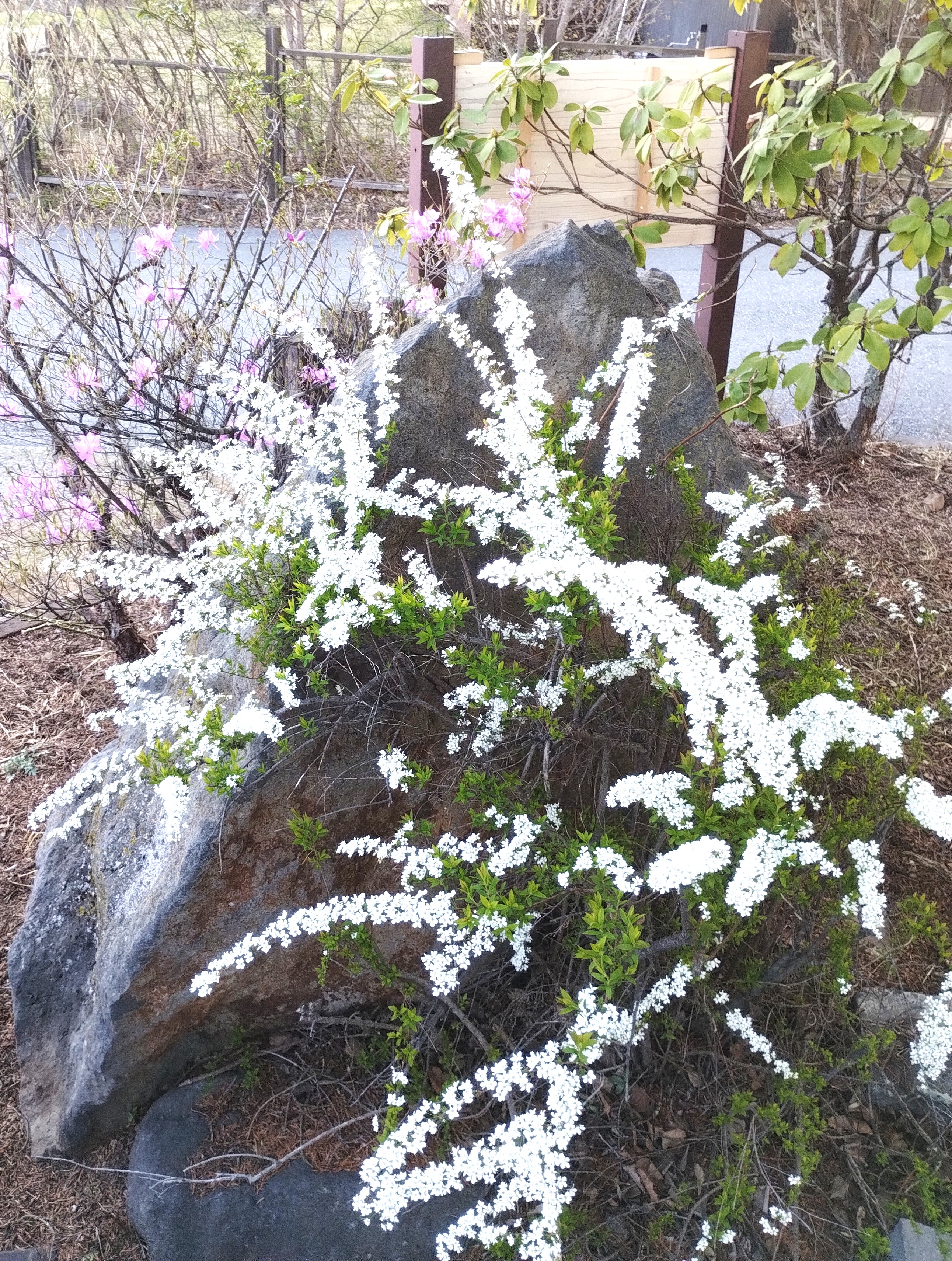 ユキヤナギとツツジ