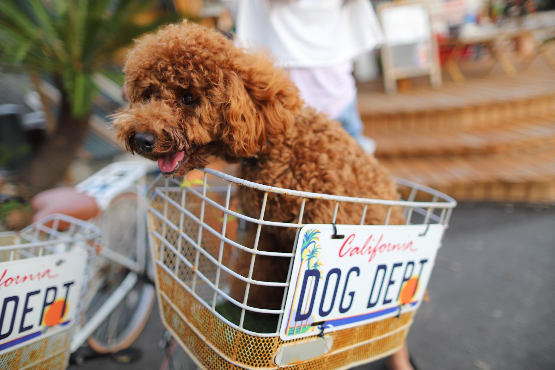 自転車レンタルあり