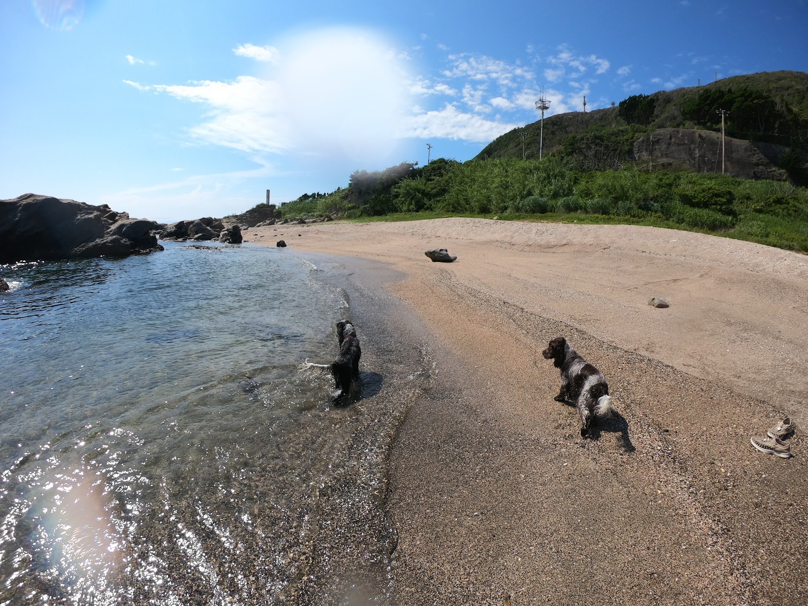 海とワンちゃん