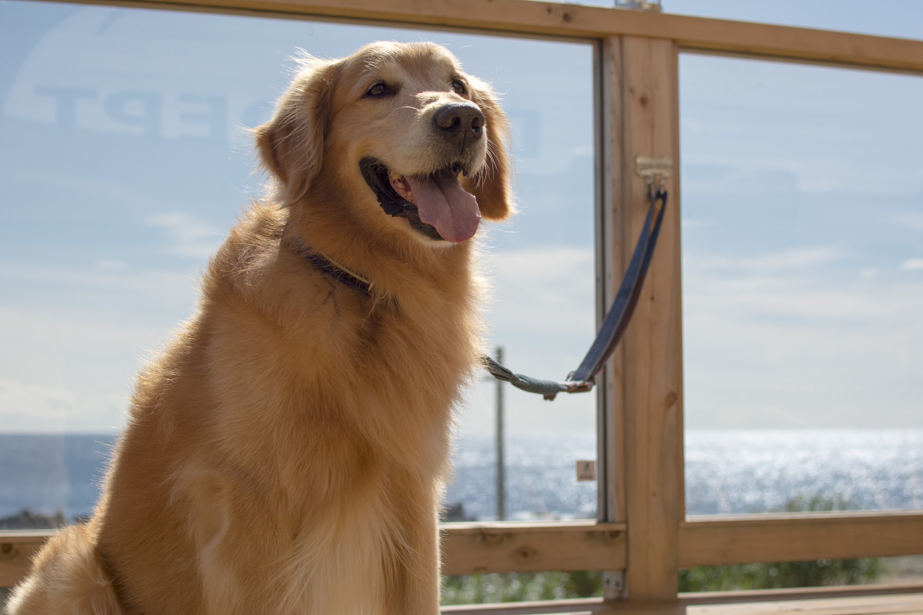 楽しむワンちゃん