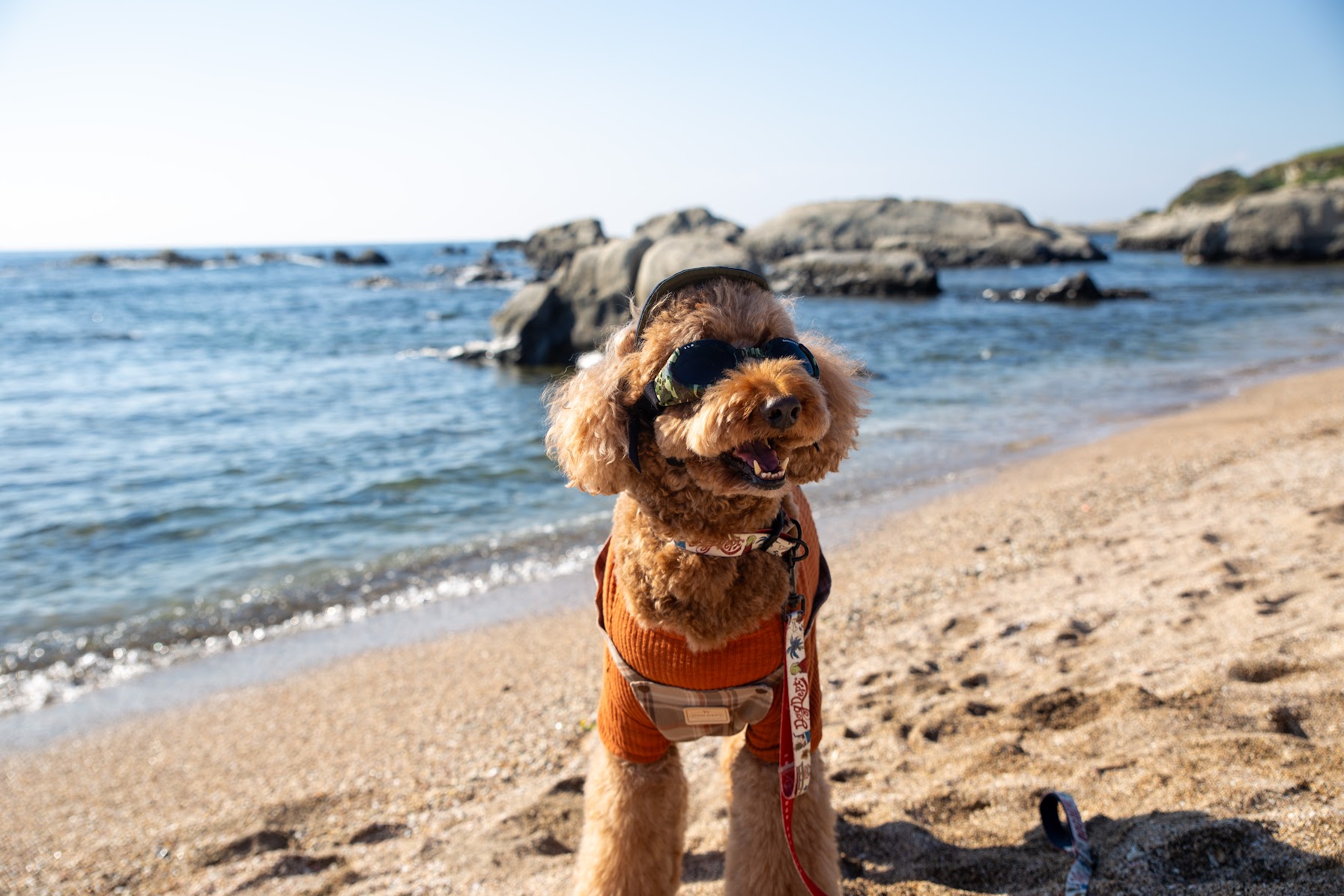 海とワンちゃん