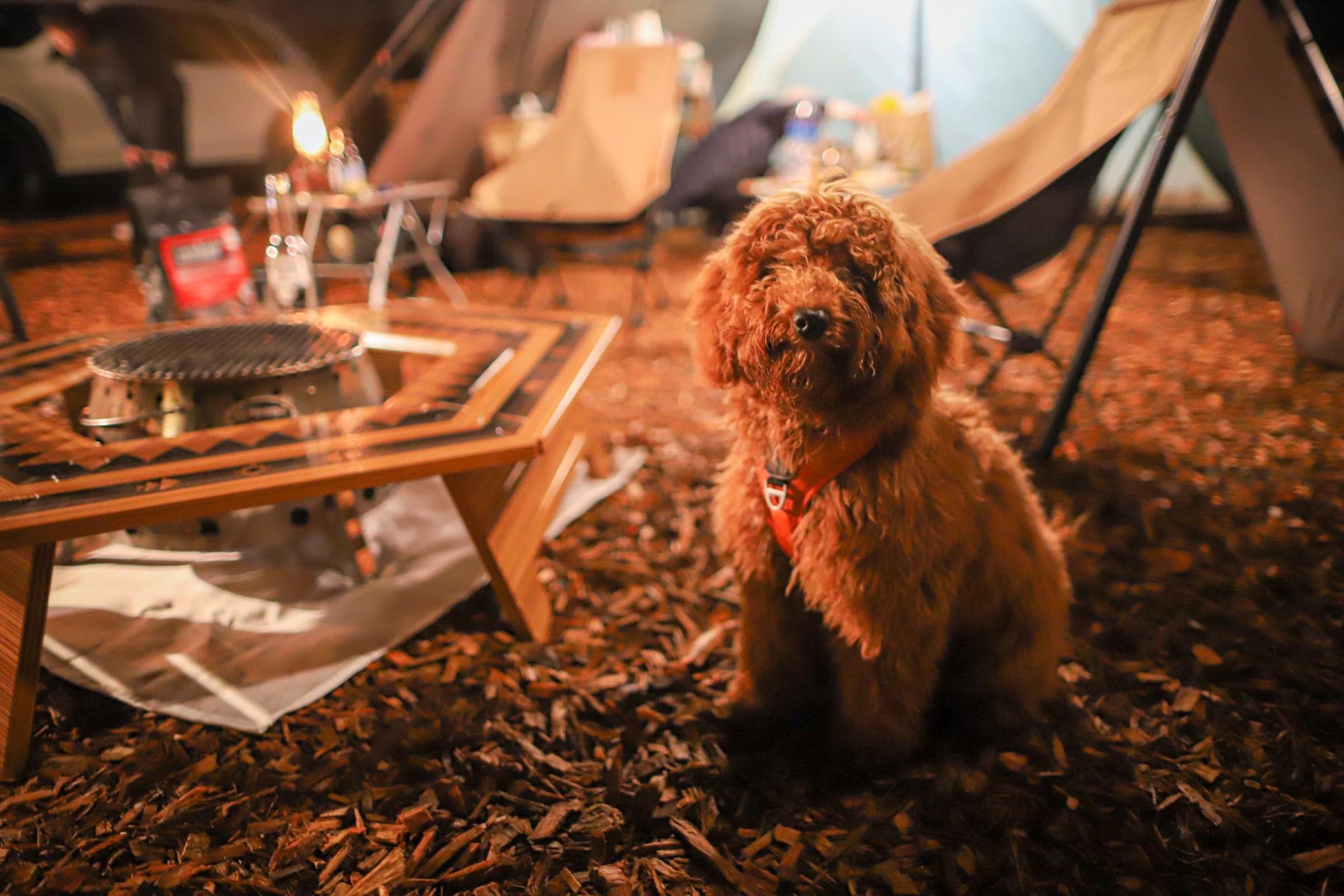 楽しむワンちゃん