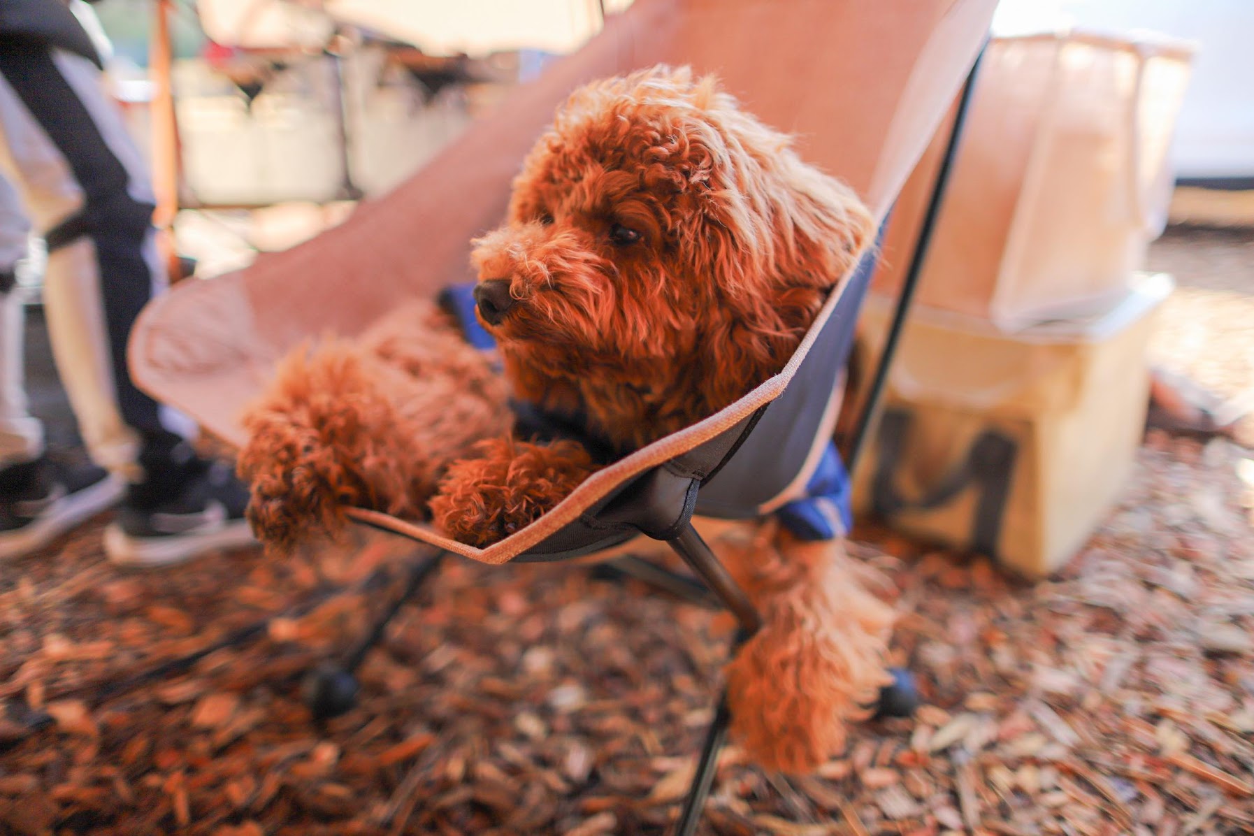 くつろぐワンちゃん