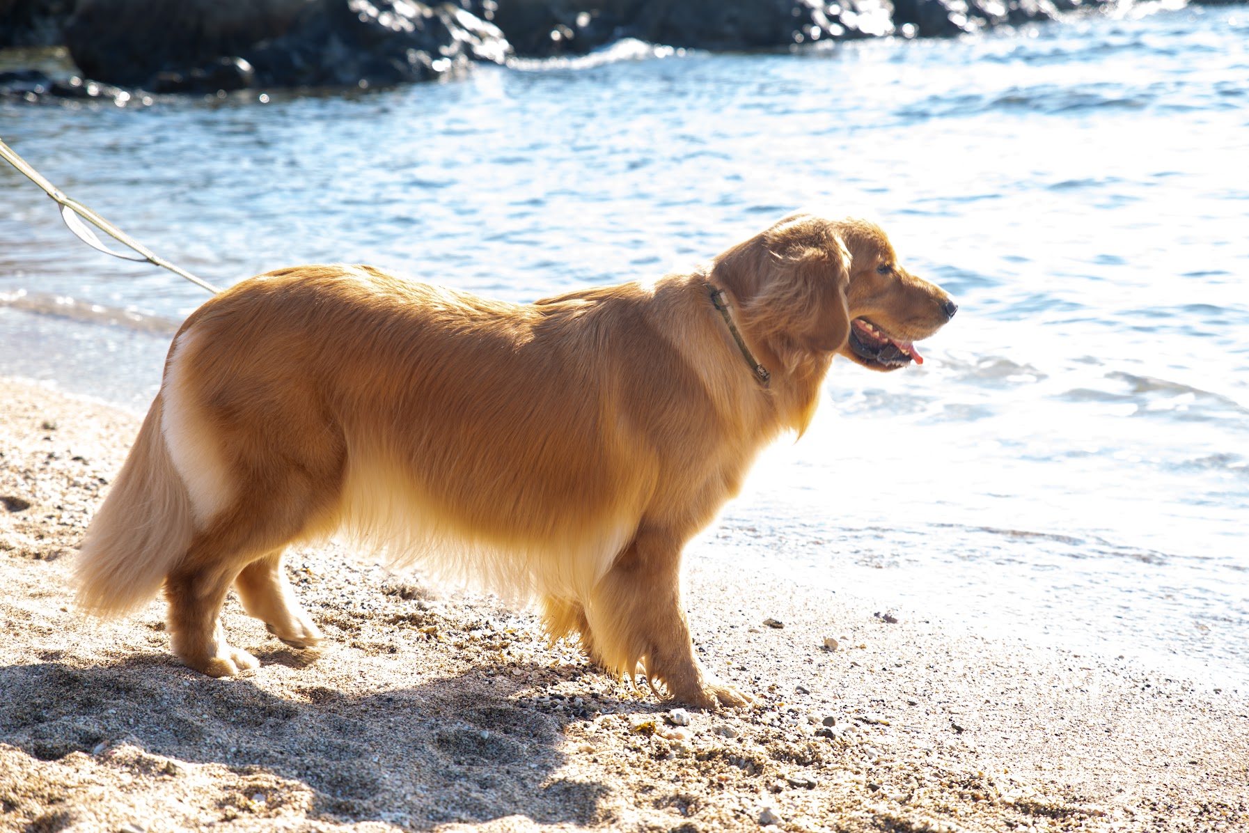 海とワンちゃん