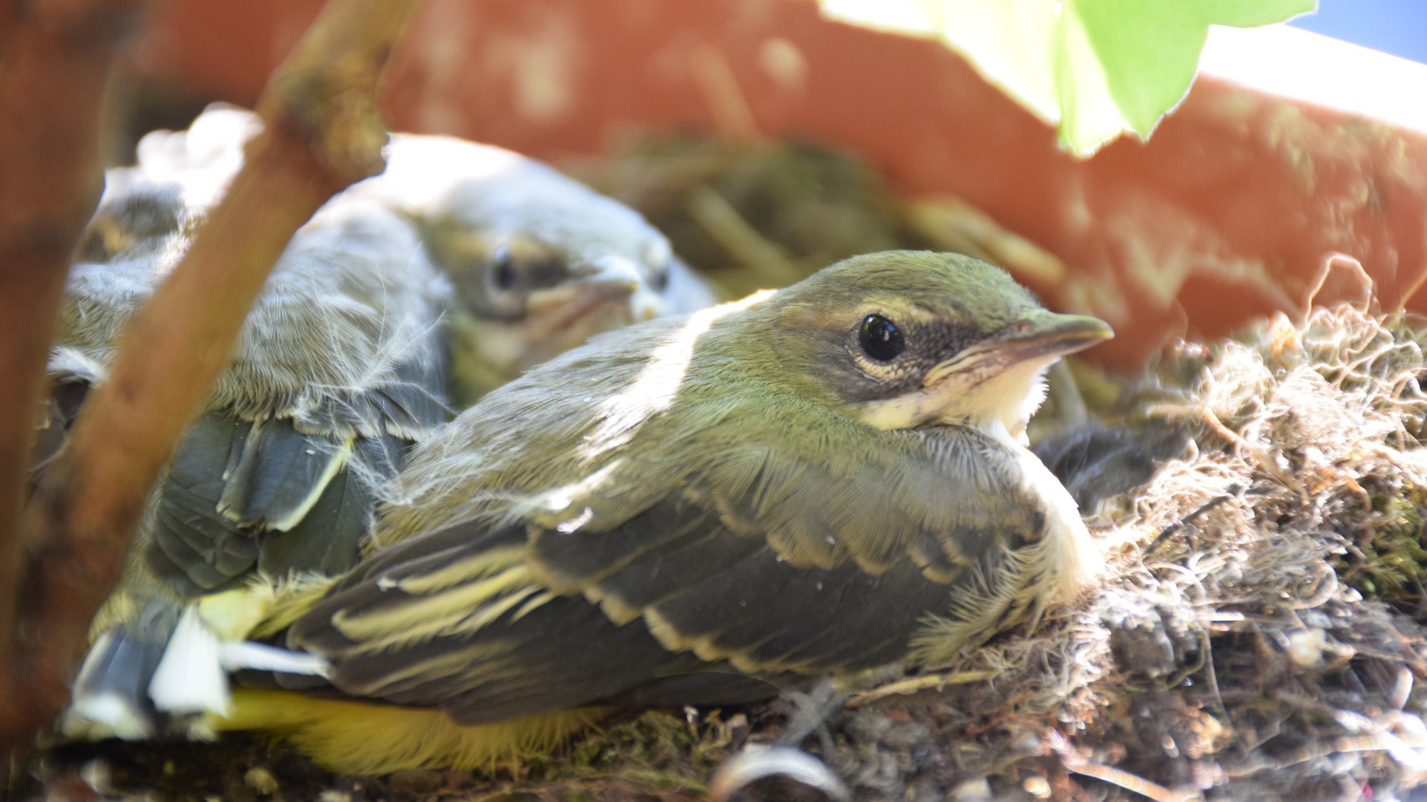 【自然に感謝！バードウォッチングプラン】日本野鳥の会を通じ野鳥保護活動などに寄付