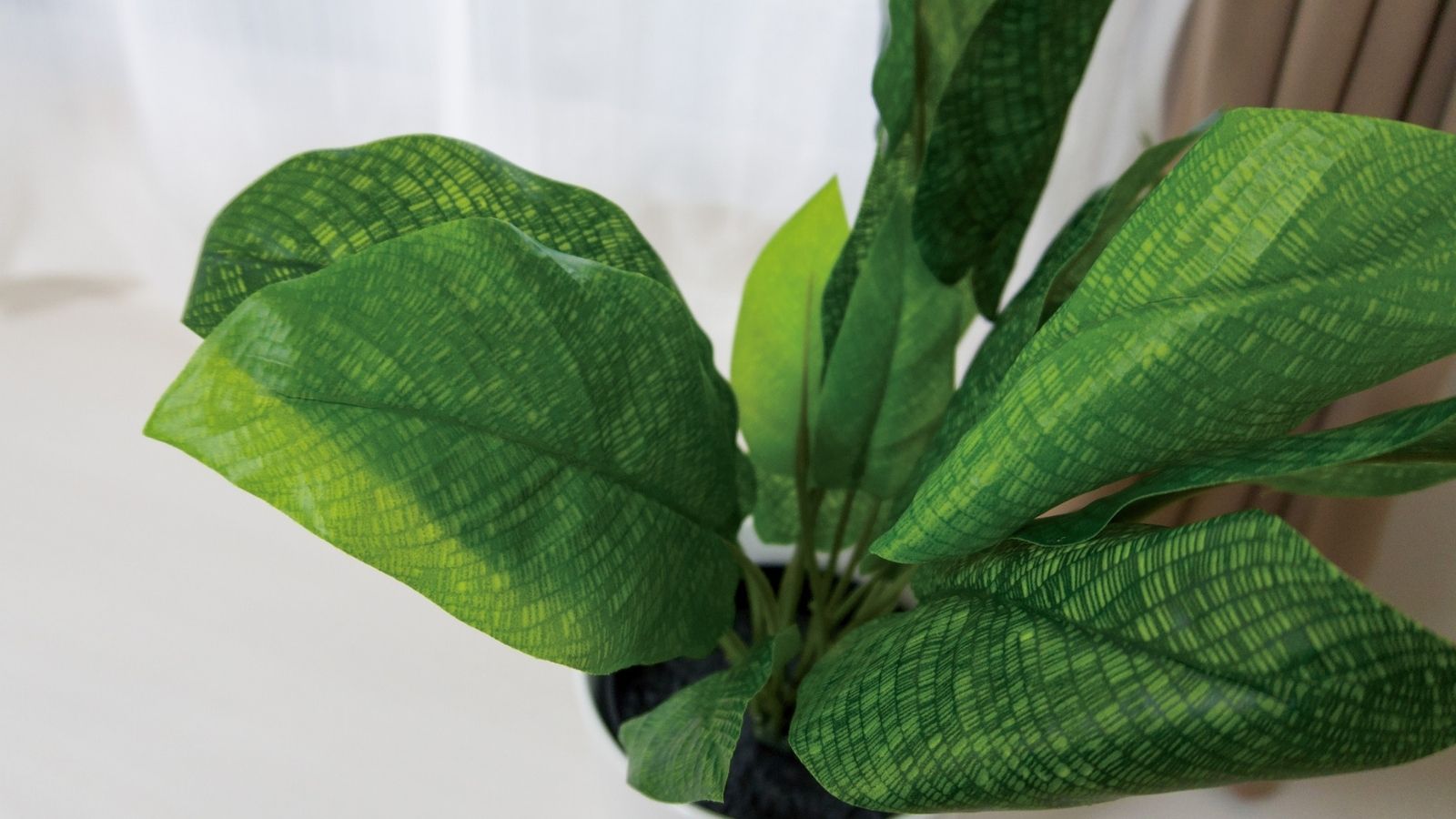 【201～1201号室】客室を彩る観葉植物