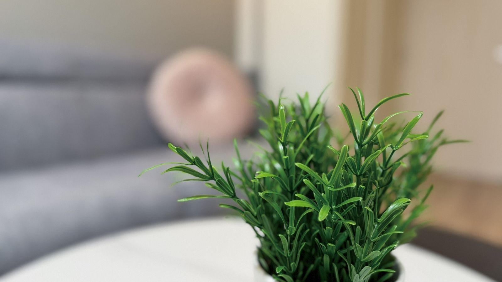 【203～703号室】リビングスペースに観葉植物