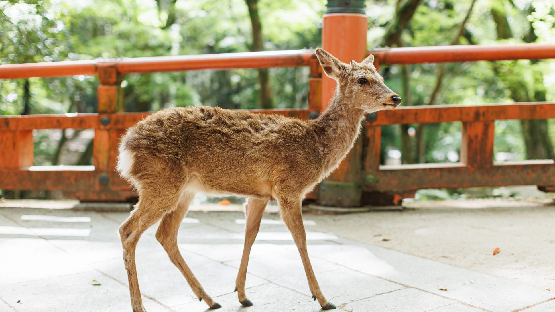 【直前予約 限定】【素泊り】奈良公園と春日大社の森を満喫♪♪/お部屋は広々37㎡〜45㎡