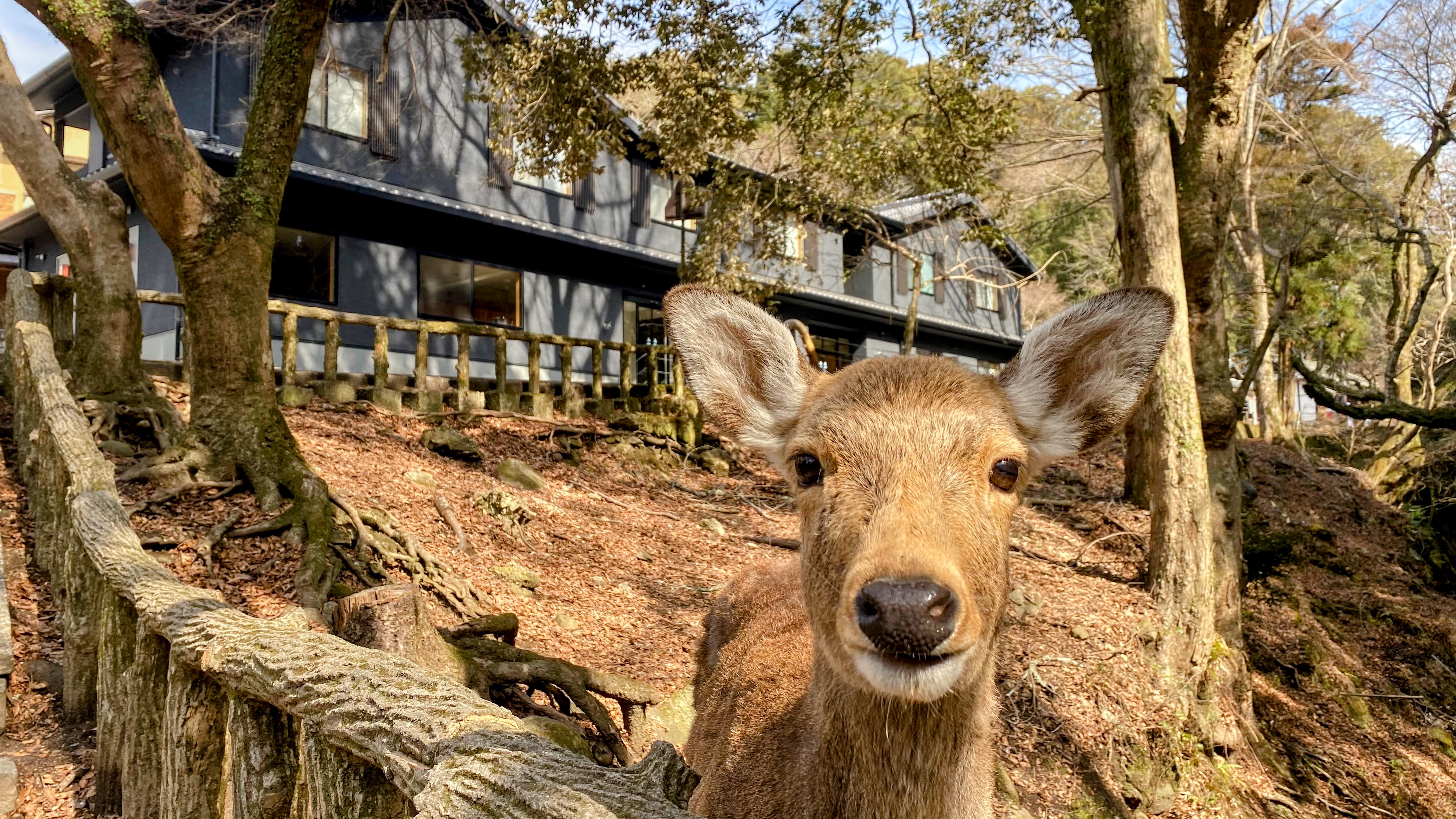 春日大社参道よりホテルを望む