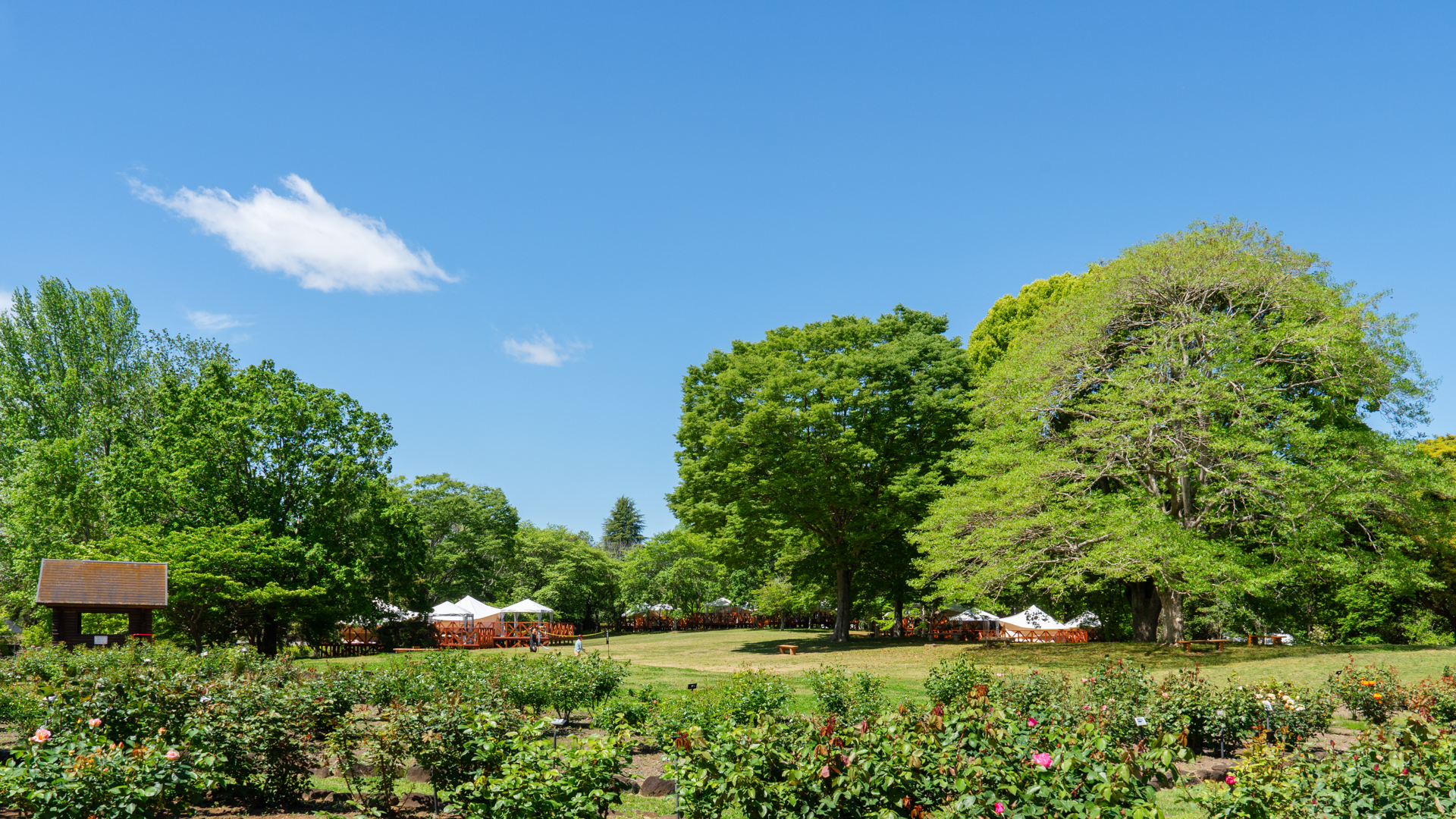 新緑の植物園