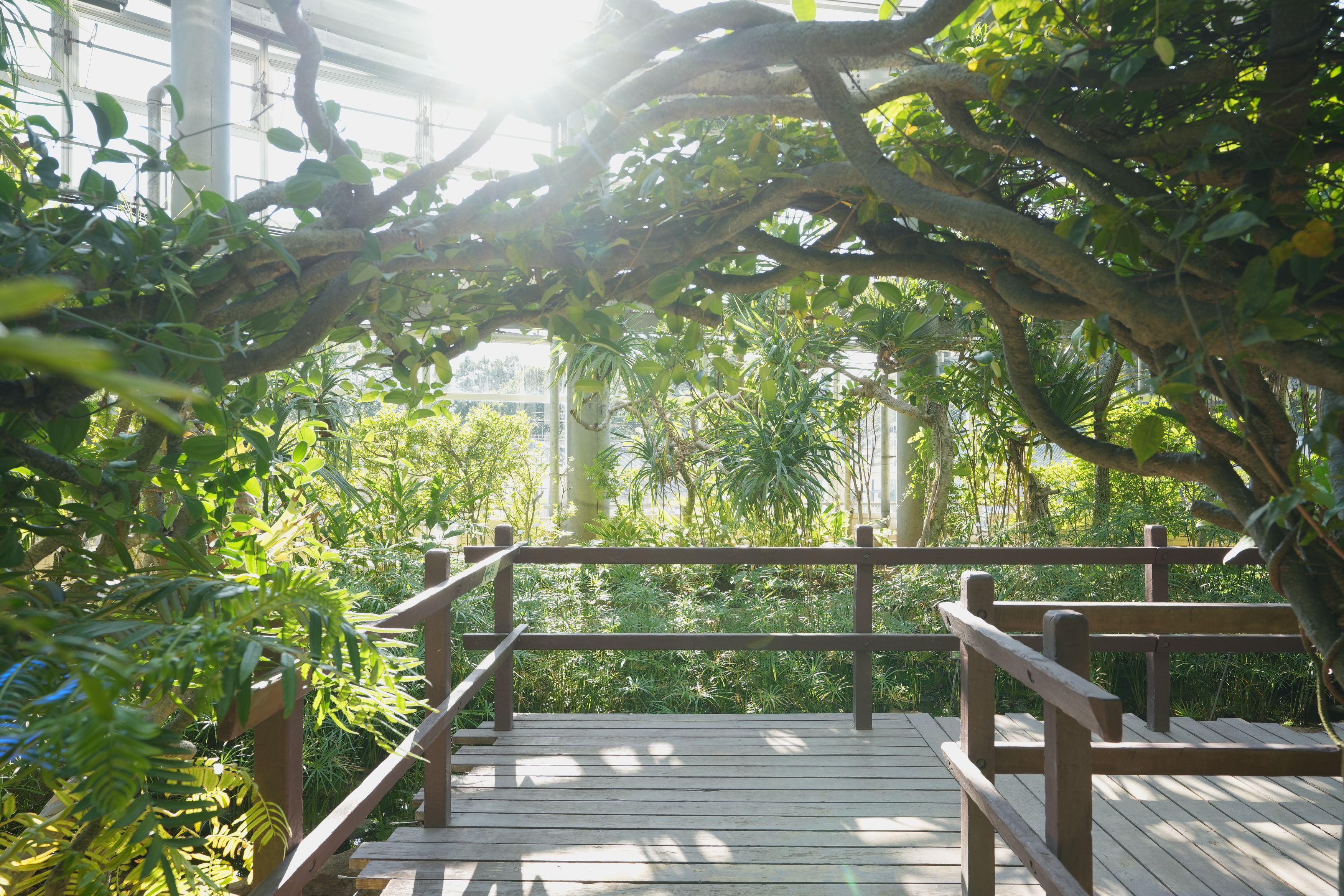 熱帯植物館