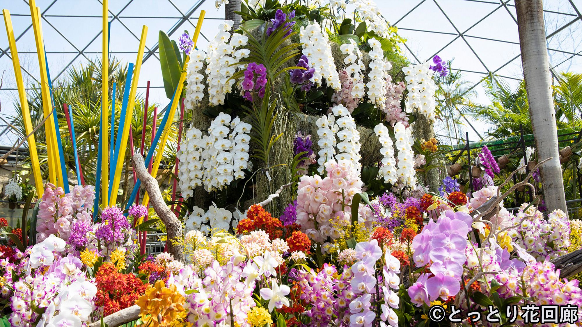 〇とっとり花回廊　＜当館より車で約75分＞