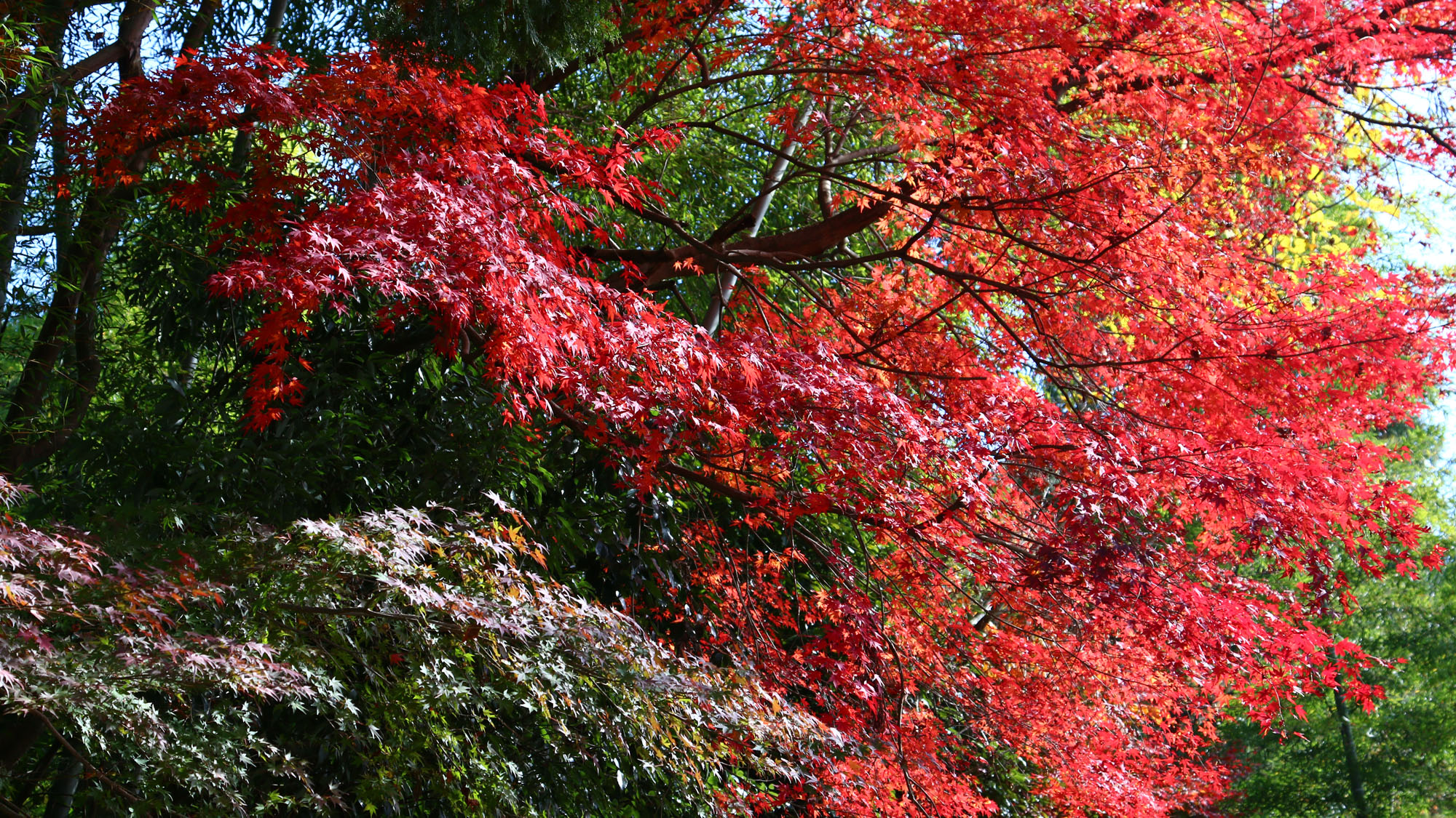 里山の景色◆紅葉の季節*