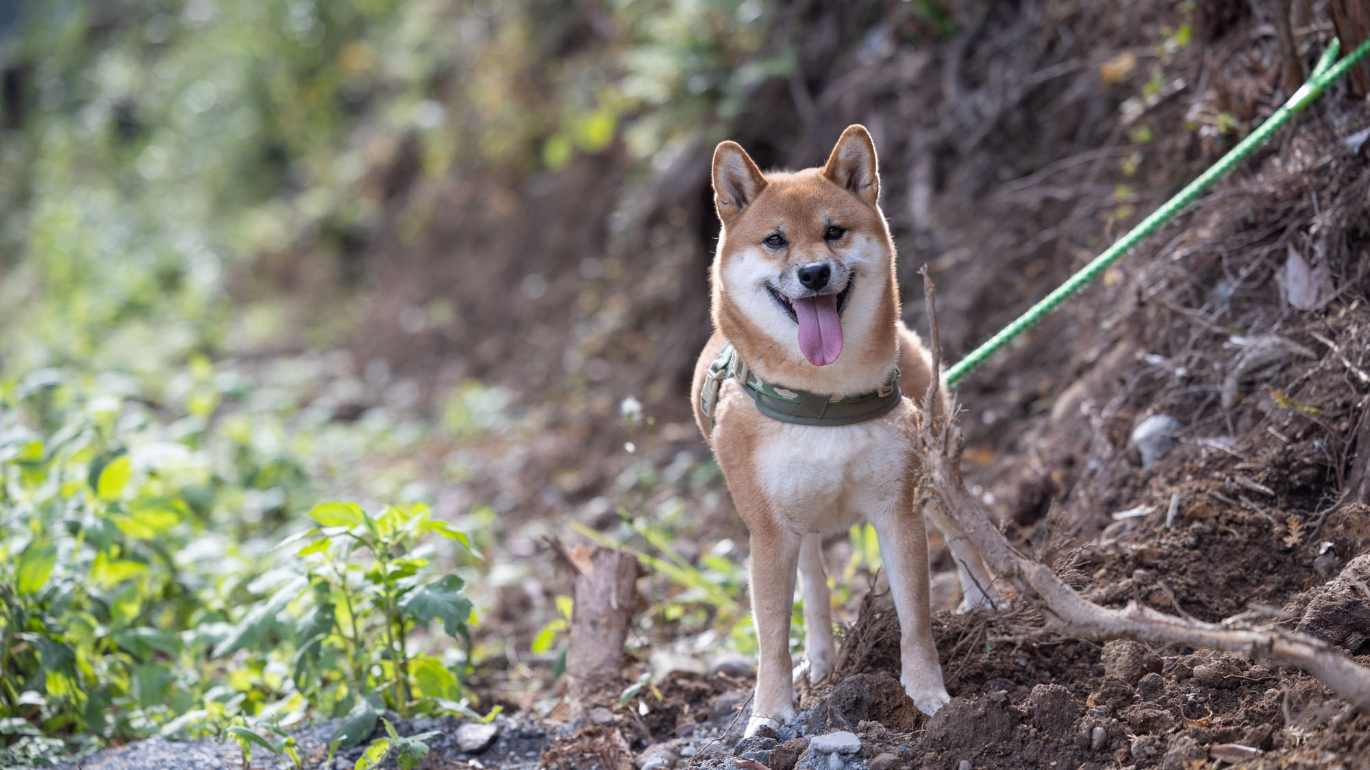 ワンちゃん歓迎◆愛犬と一緒に*