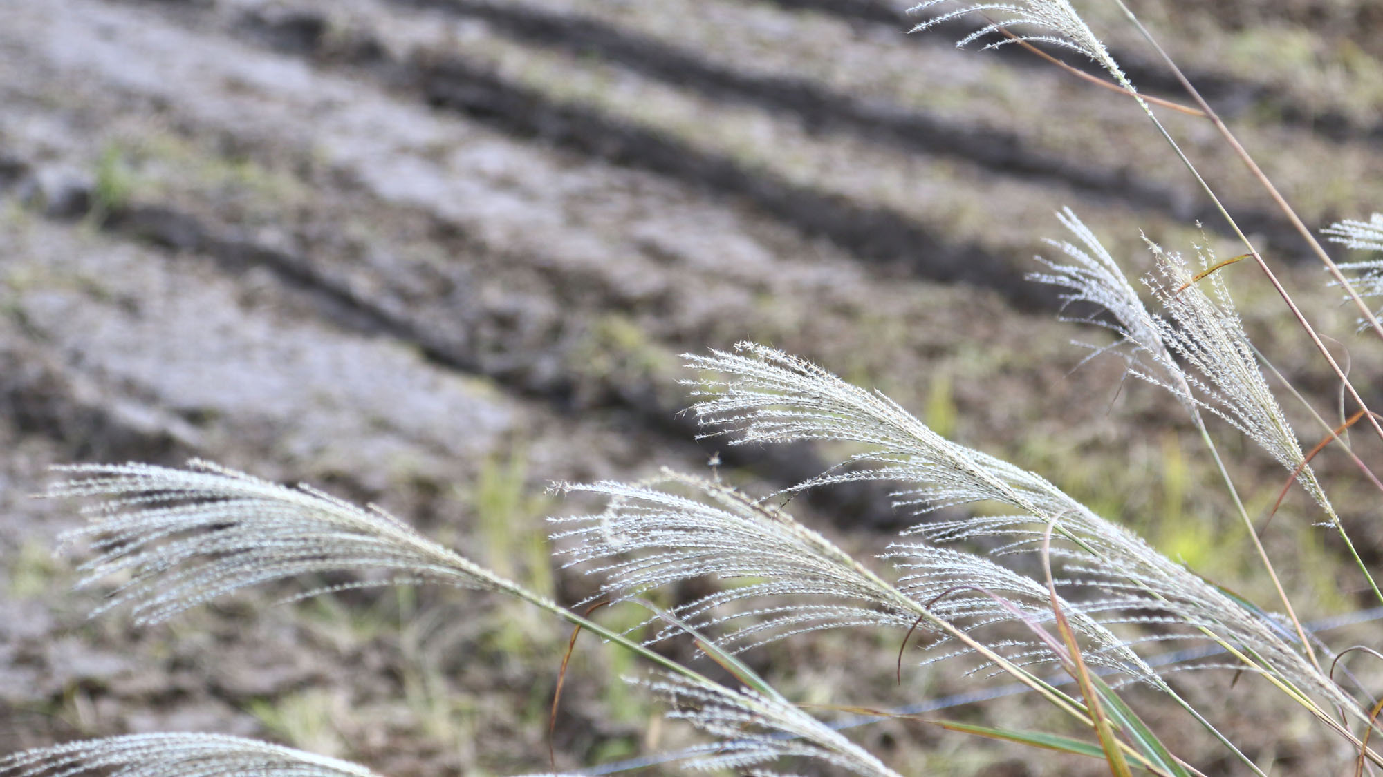 里山の景色◆ススキ*