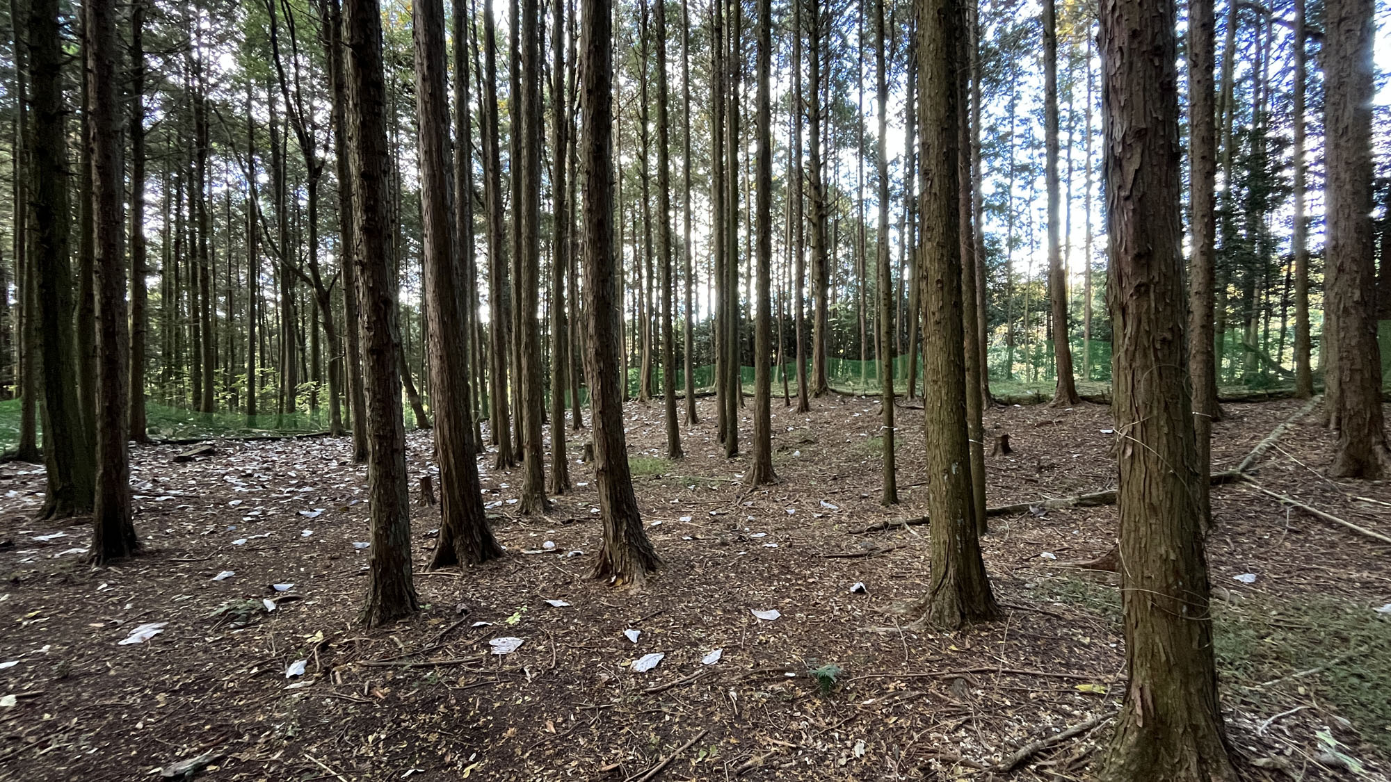ドッグラン◆里山を思いっきり楽しんでください！*